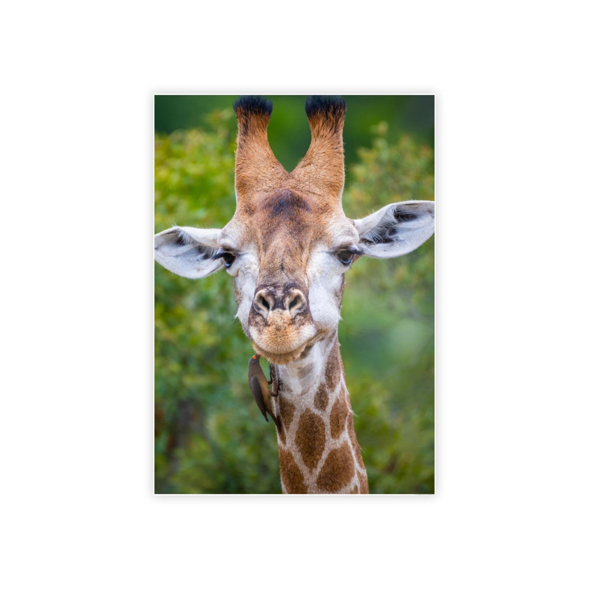 Giraffes Nature's Masterpiece: A Gorgeous Giraffe on Canvas & Poster