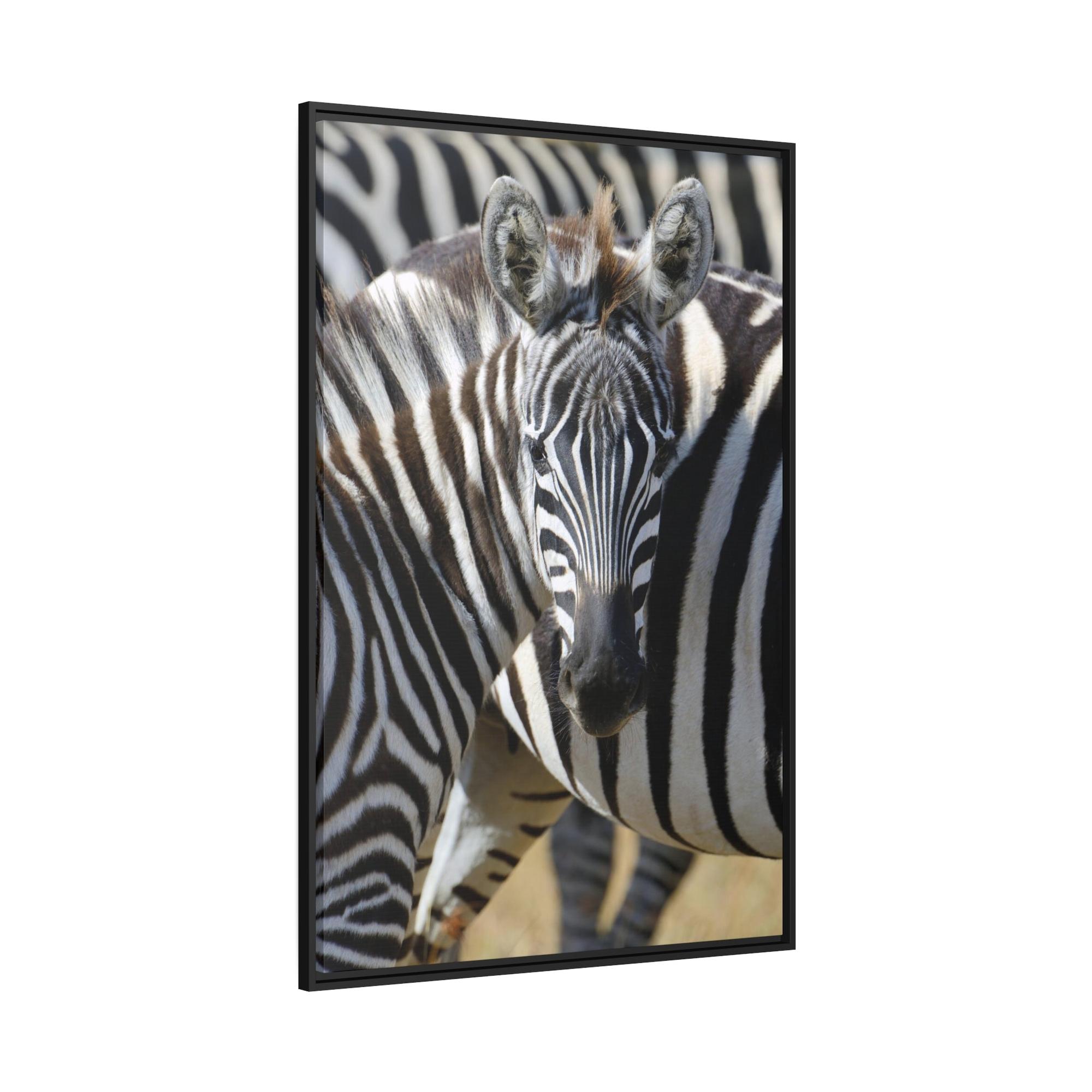 Zebras Grazing in the Grasslands: Natural Canvas Print of a Zebra in its Natural Habitat