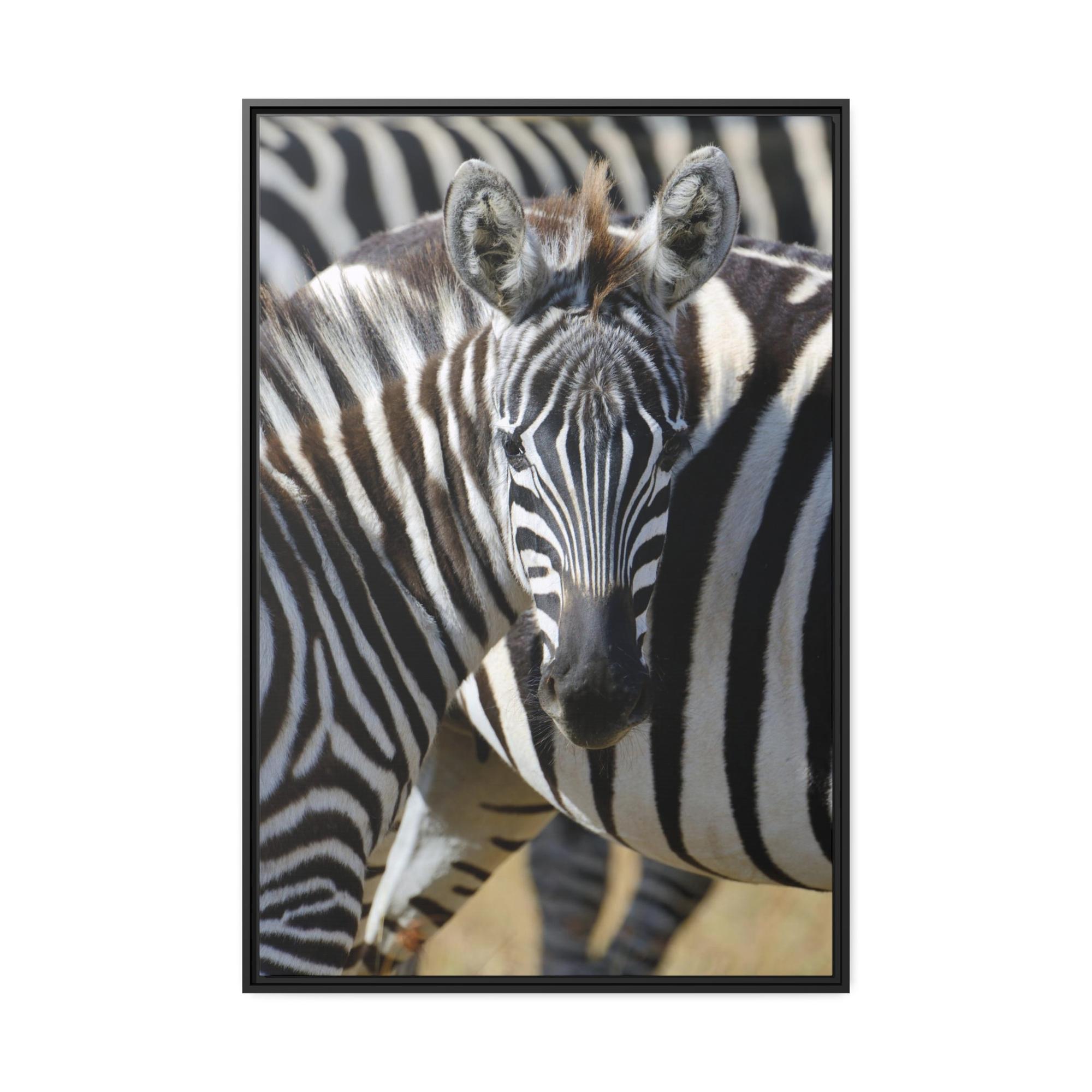 Zebras Grazing in the Grasslands: Natural Canvas Print of a Zebra in its Natural Habitat
