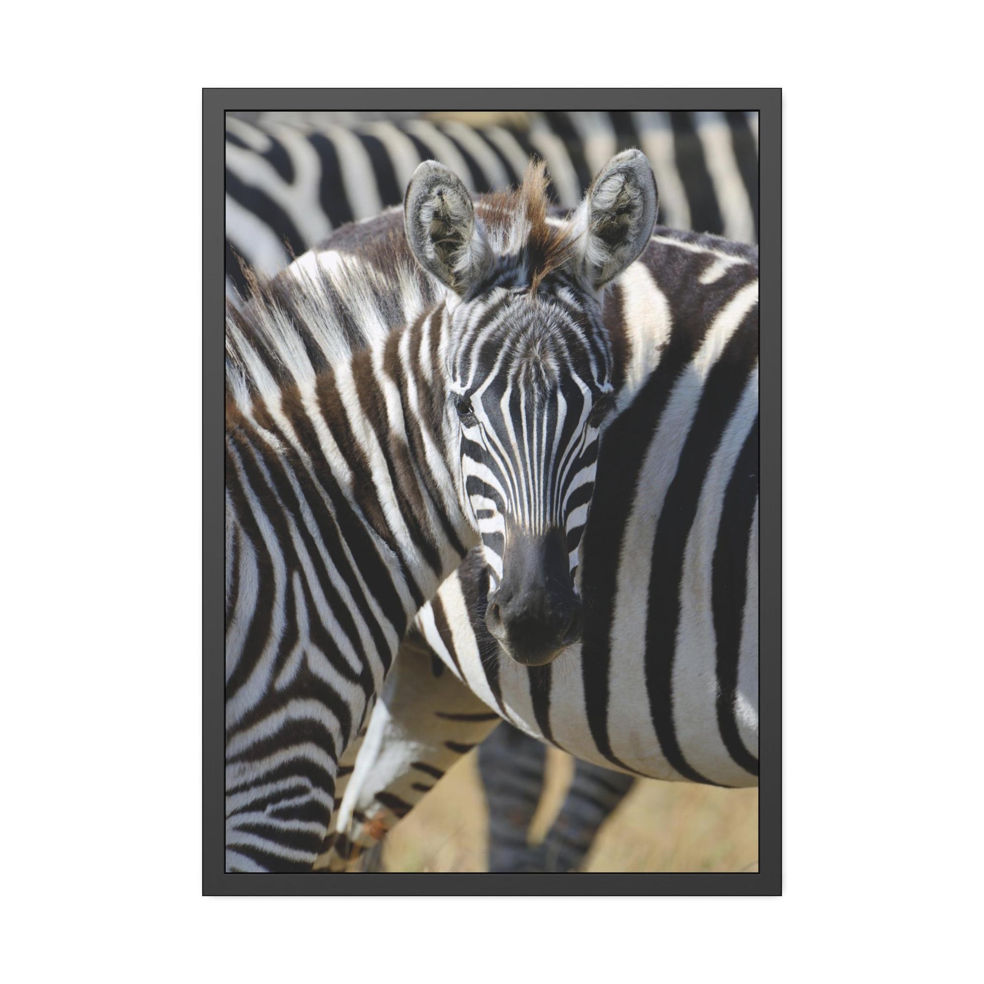 undefined Grazing in the Grasslands: Natural Canvas Print of a Zebra in its Natural Habitat