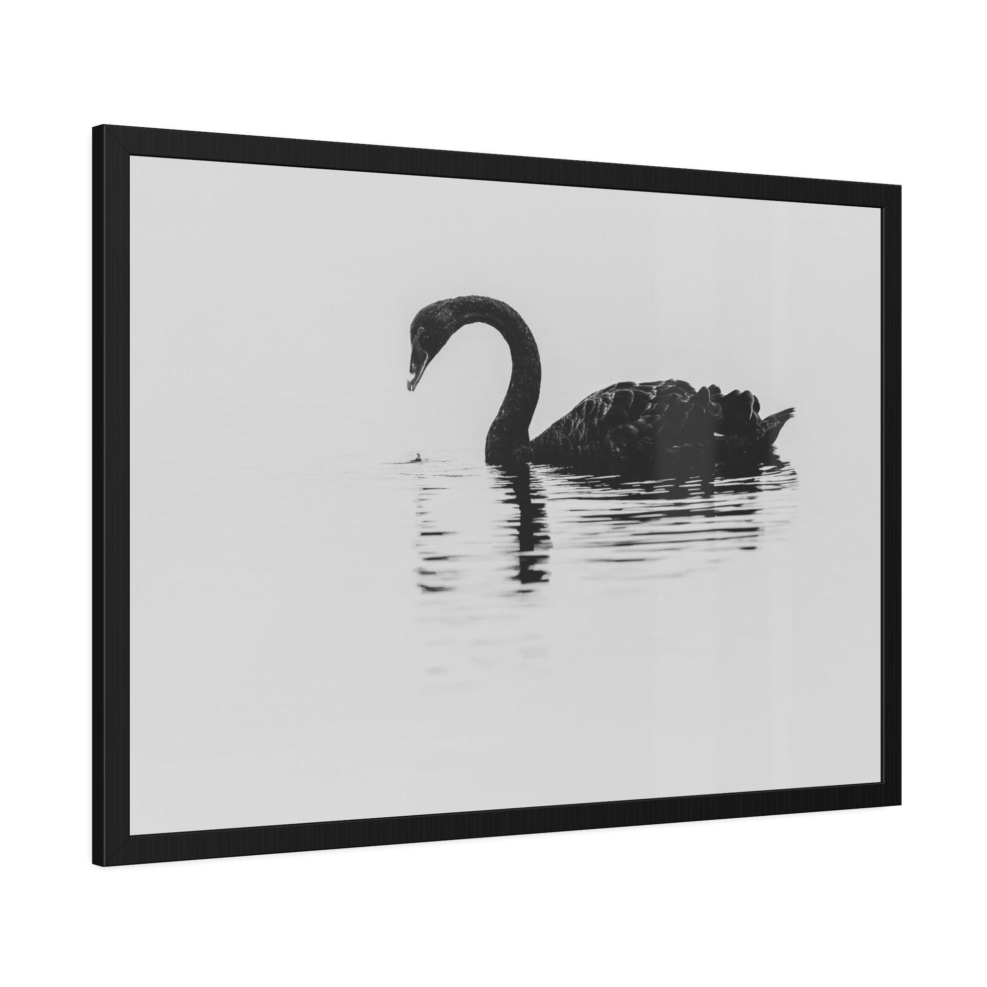 Swans The Swan Princess: Natural Canvas Print of a Beautiful Swan