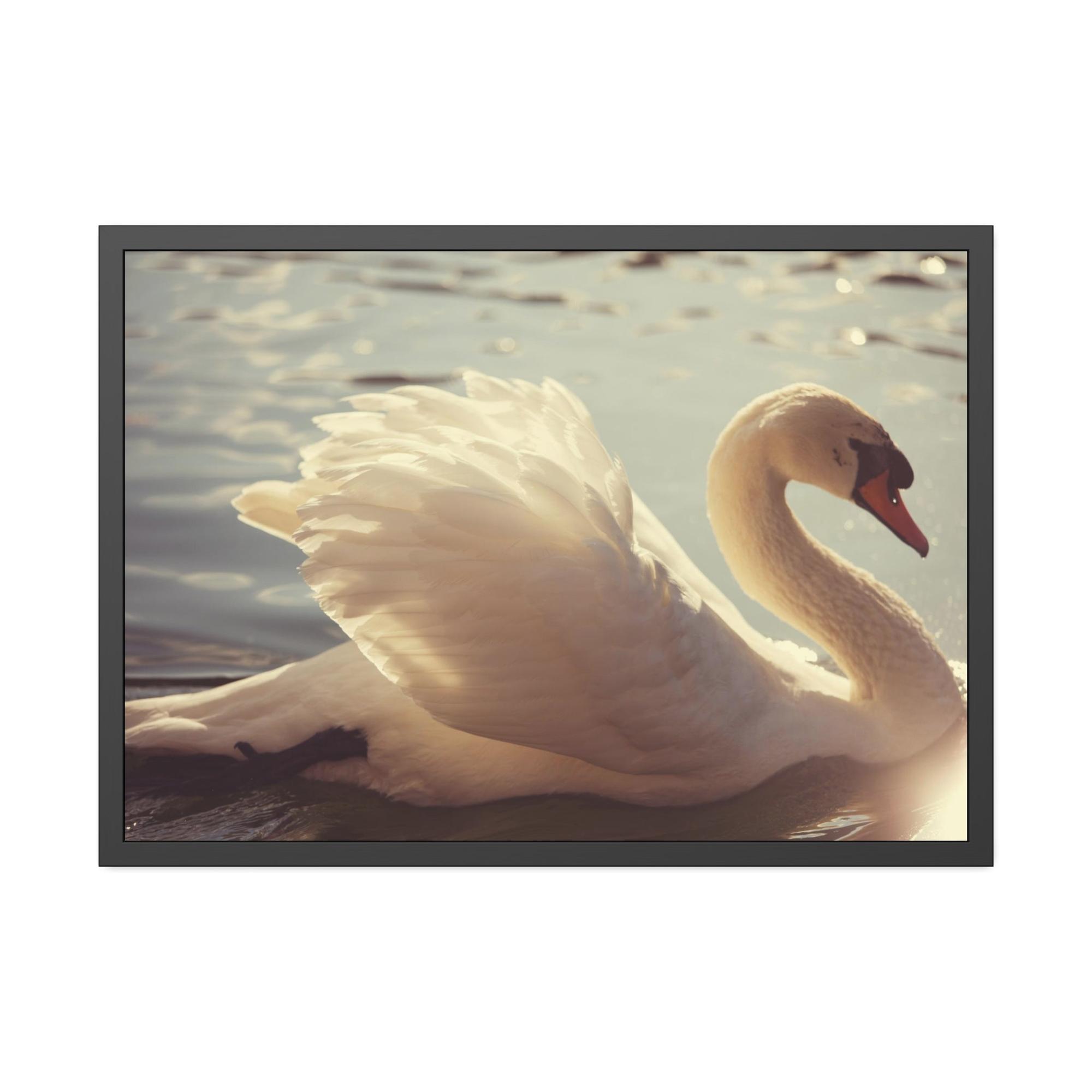 Swans Elegant Grace: Natural Canvas Print Featuring Beautiful Swan