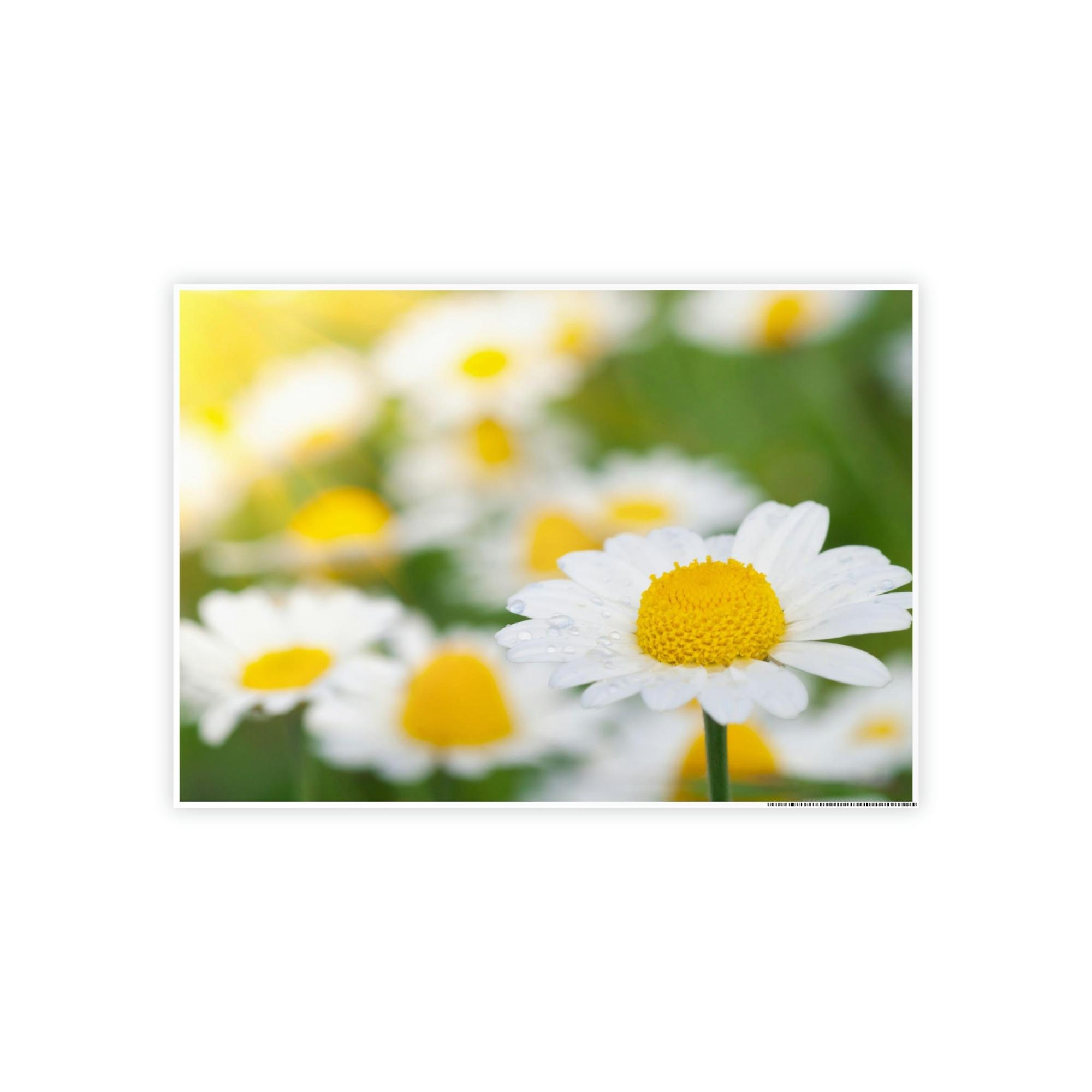 Daisies Dazzling Daisies: Captivating Artwork on Natural Canvas & Posters