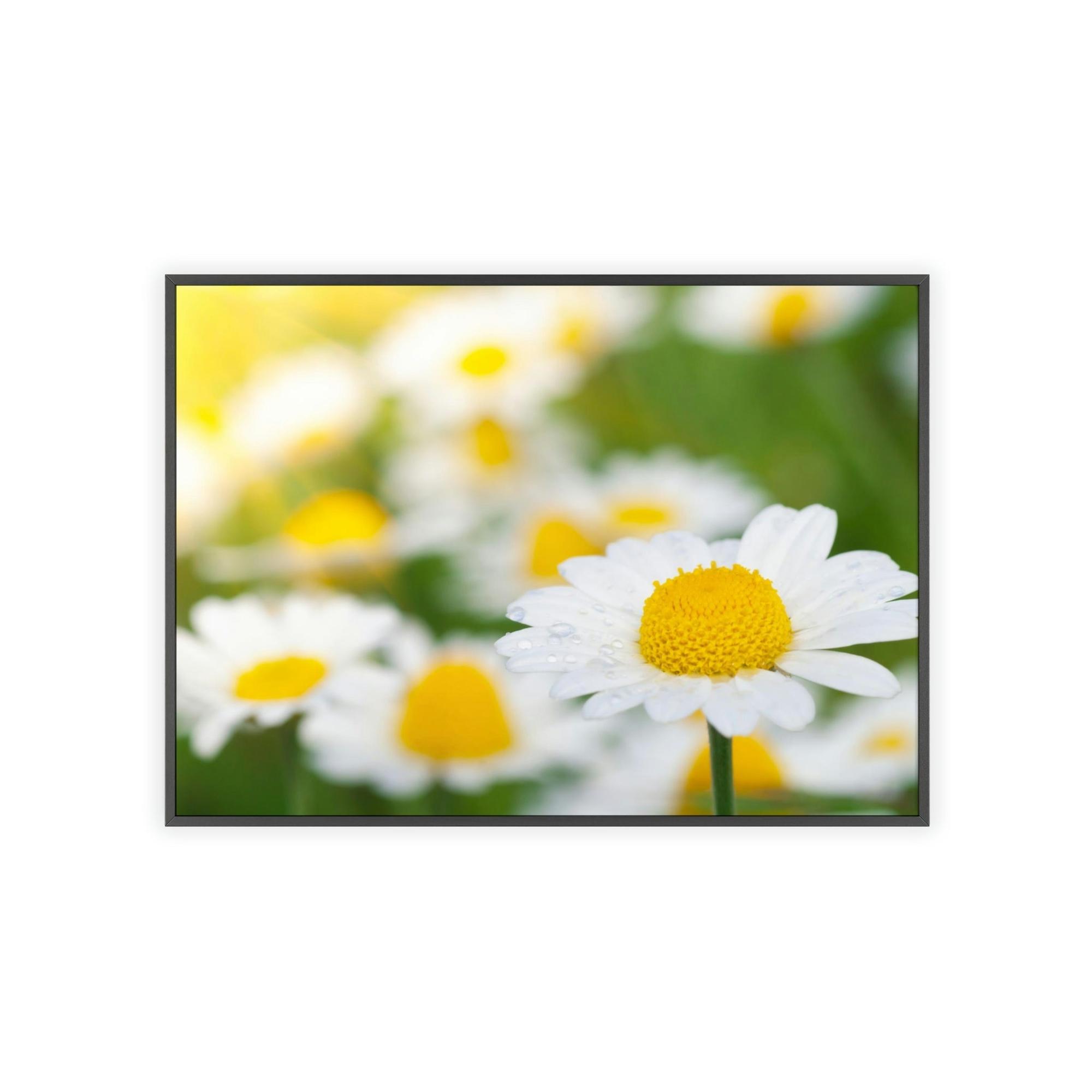 Daisies Dazzling Daisies: Captivating Artwork on Natural Canvas & Posters