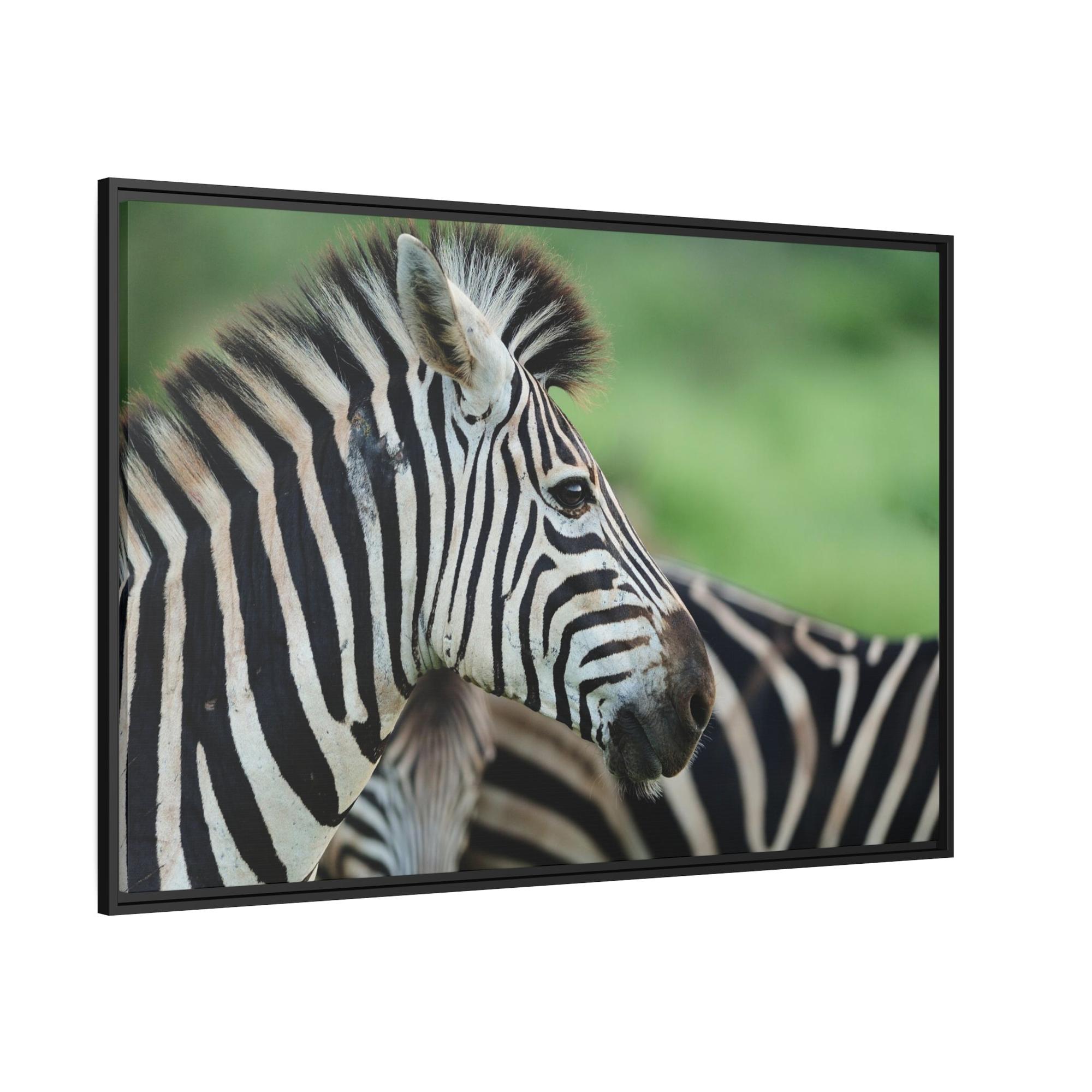 Zebras In the Wild: Zebra Canvas & Poster Print for a Natural Look