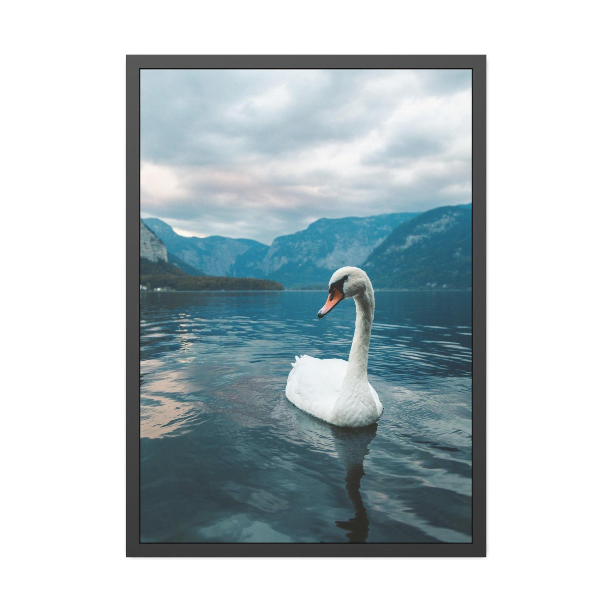 Swans Elegance on the Water: Framed Poster and Print on Canvas Celebrating the Grace of Swan