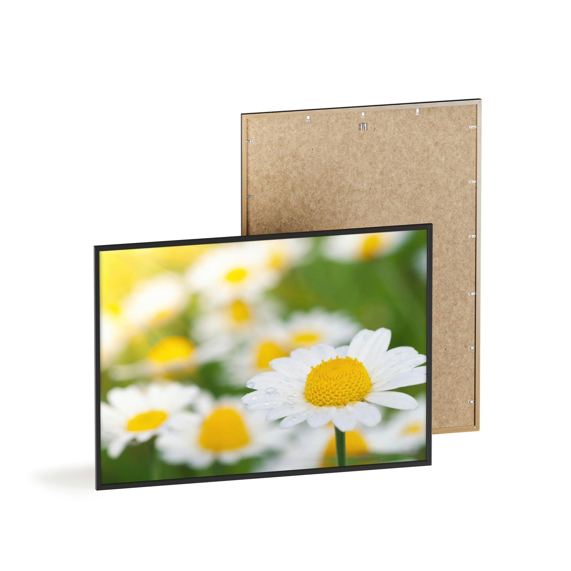Daisies Dazzling Daisies: Captivating Artwork on Natural Canvas & Posters