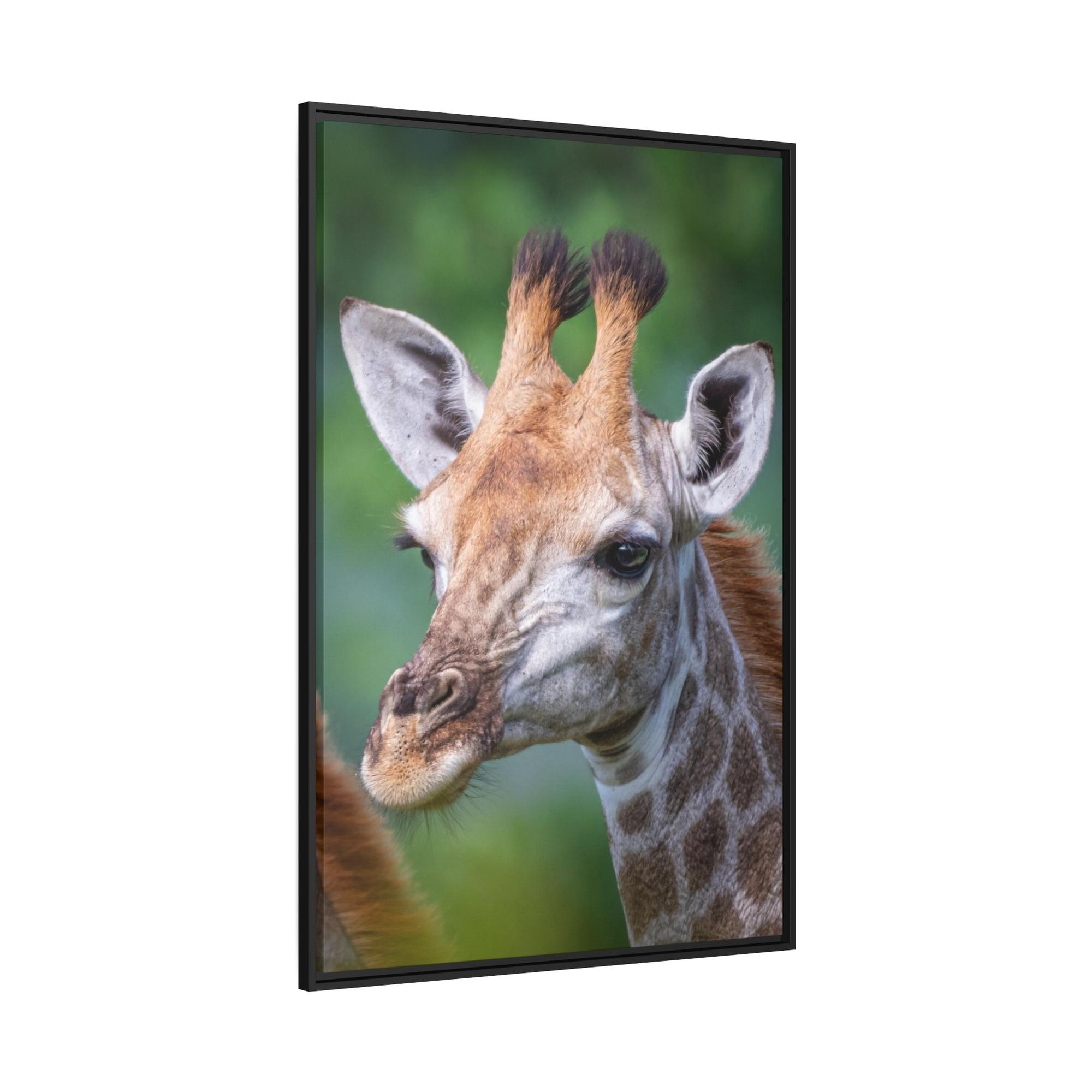 Giraffes Regal Beauty: A High-Quality Canvas Print of a Giraffe's Elegance