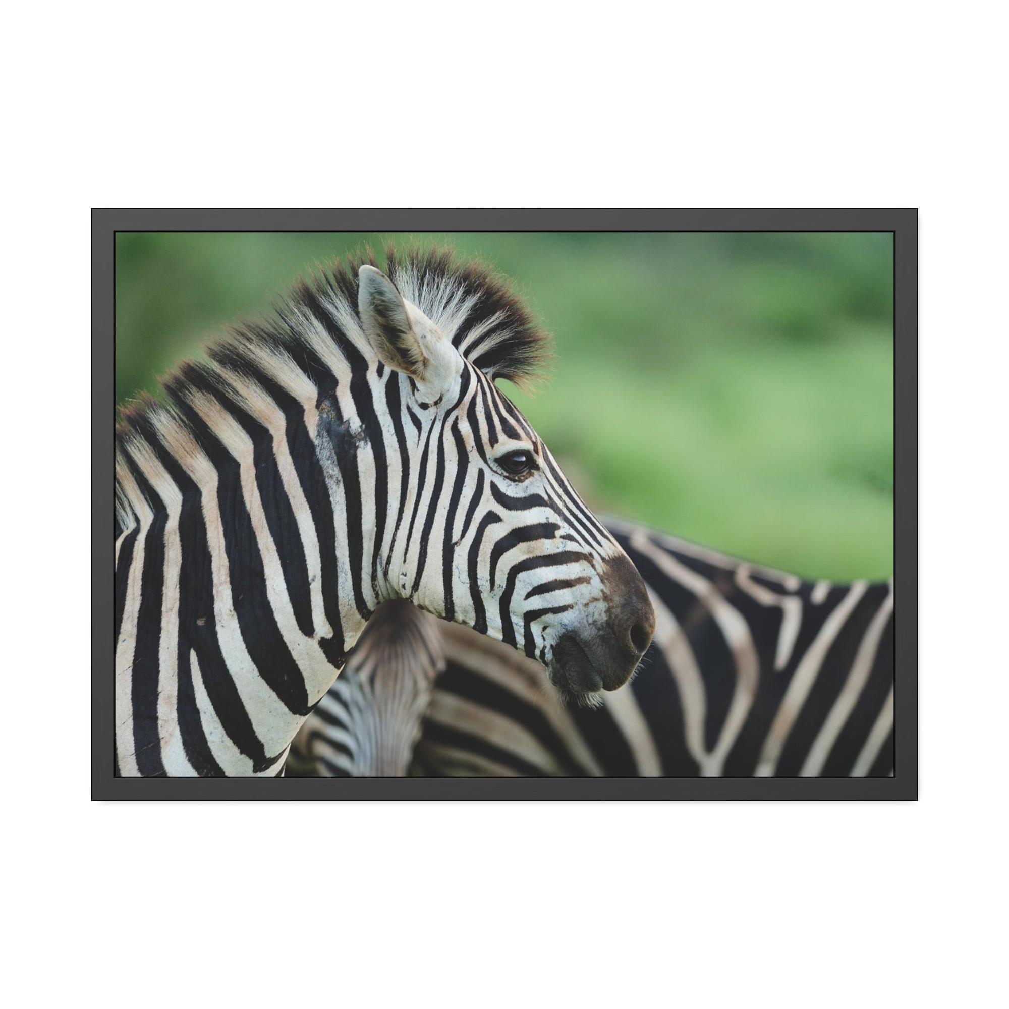Zebras In the Wild: Zebra Canvas & Poster Print for a Natural Look