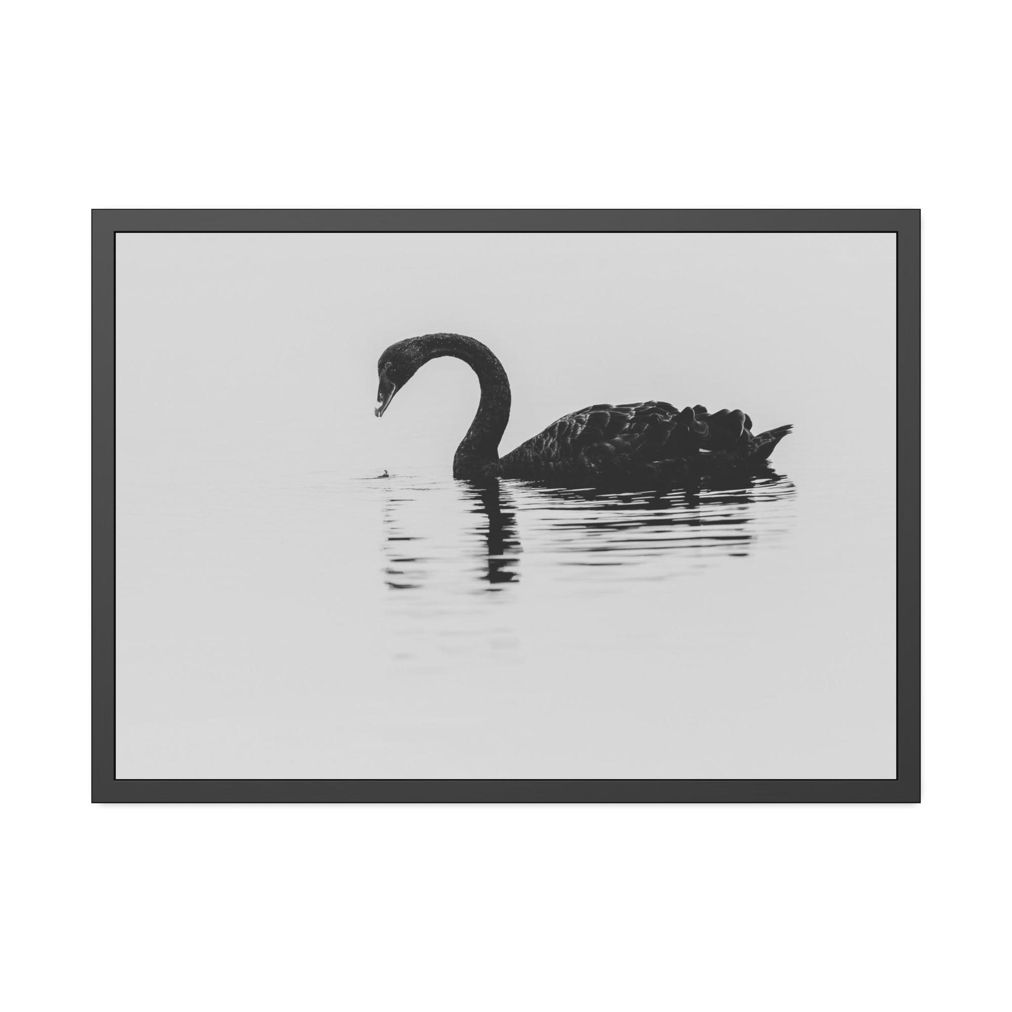 Swans The Swan Princess: Natural Canvas Print of a Beautiful Swan