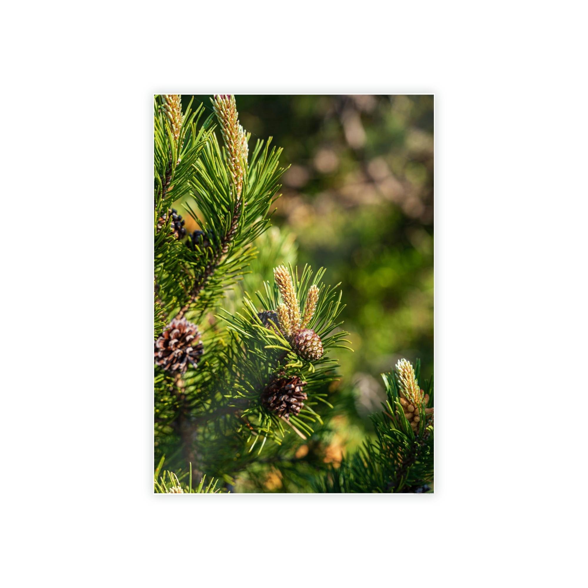 Pine Trees Whispering Pines: A Canvas of Tranquility and Serenity