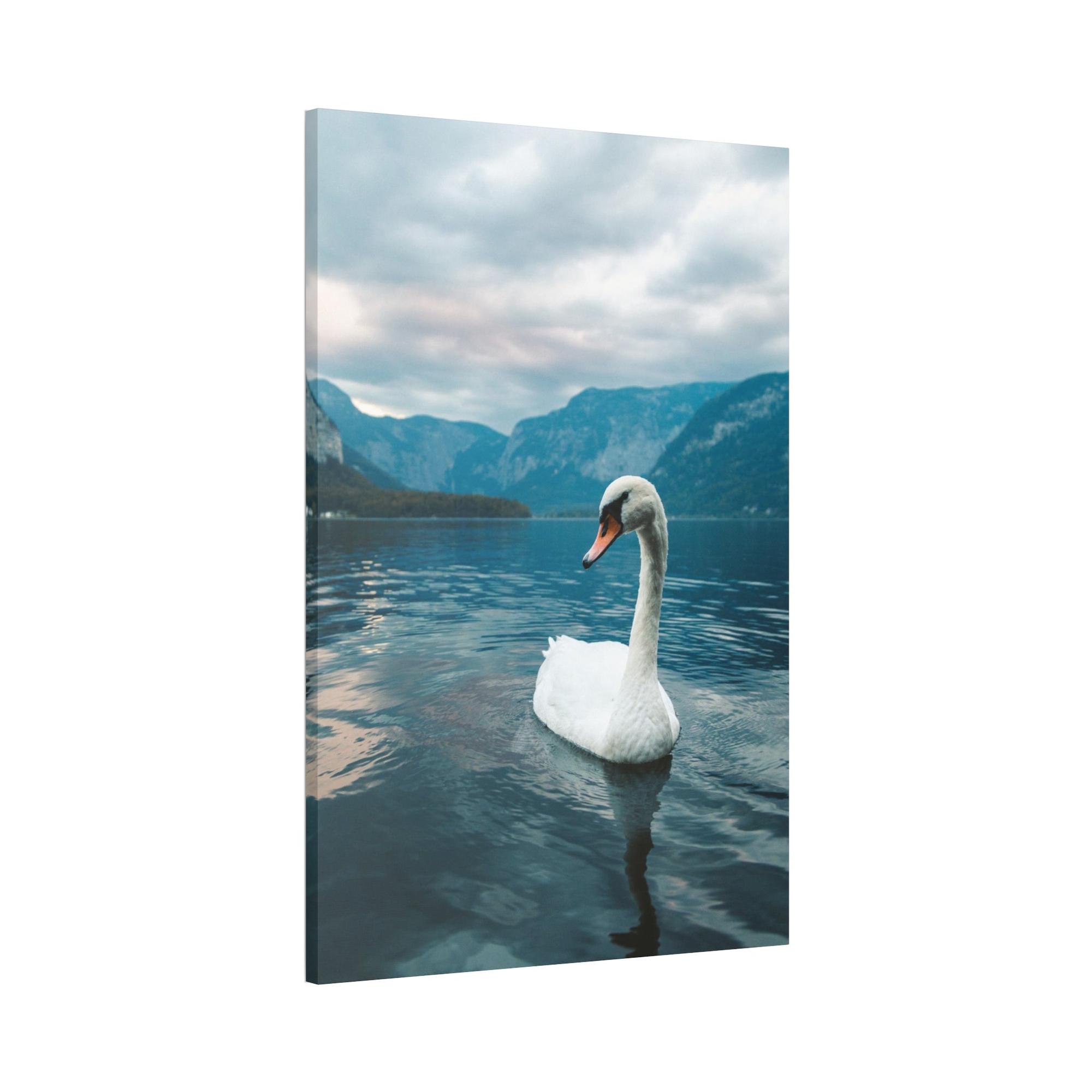 Swans Elegance on the Water: Framed Poster and Print on Canvas Celebrating the Grace of Swan