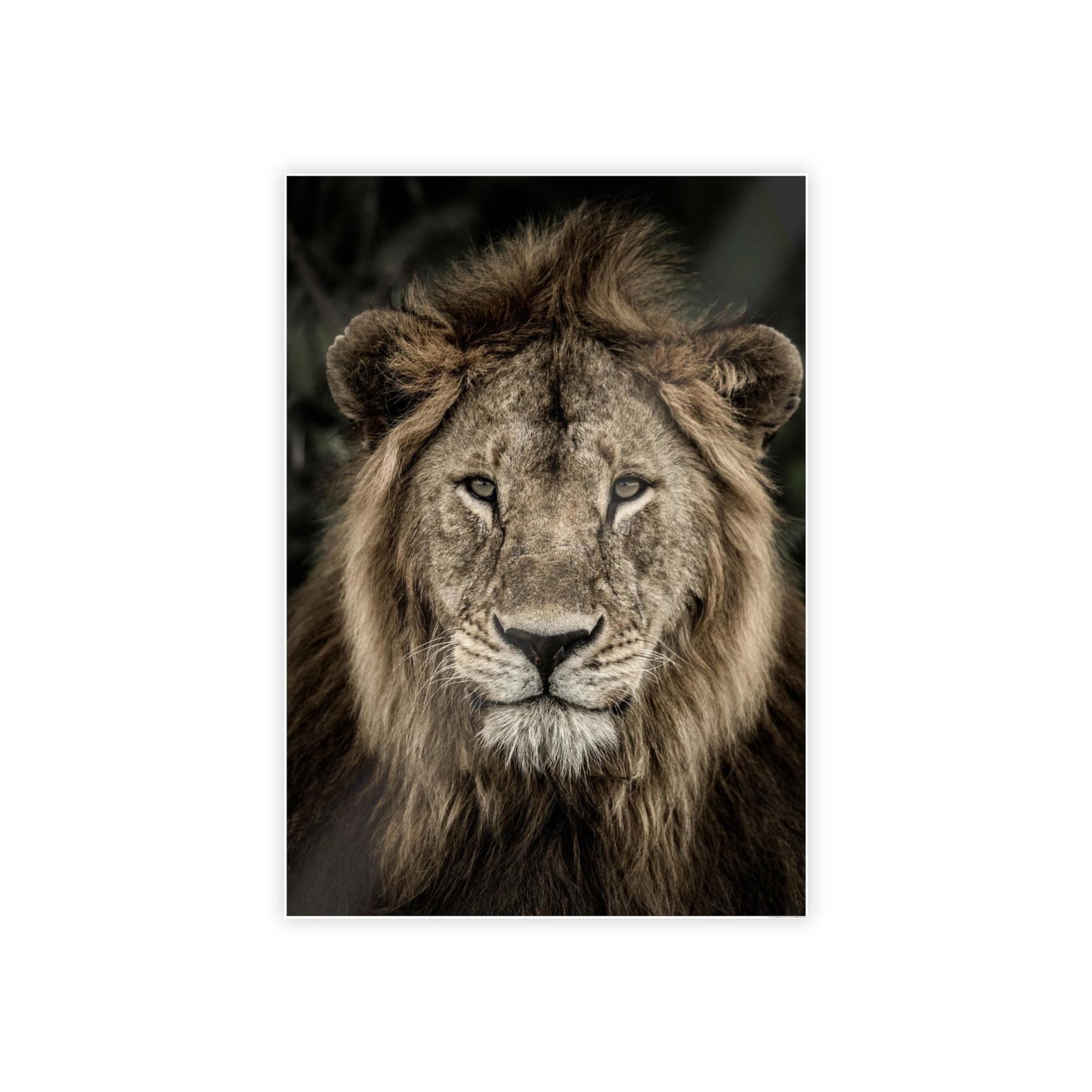 Lions Lion's Strength: Canvas Print of the Fierce Predator in Action