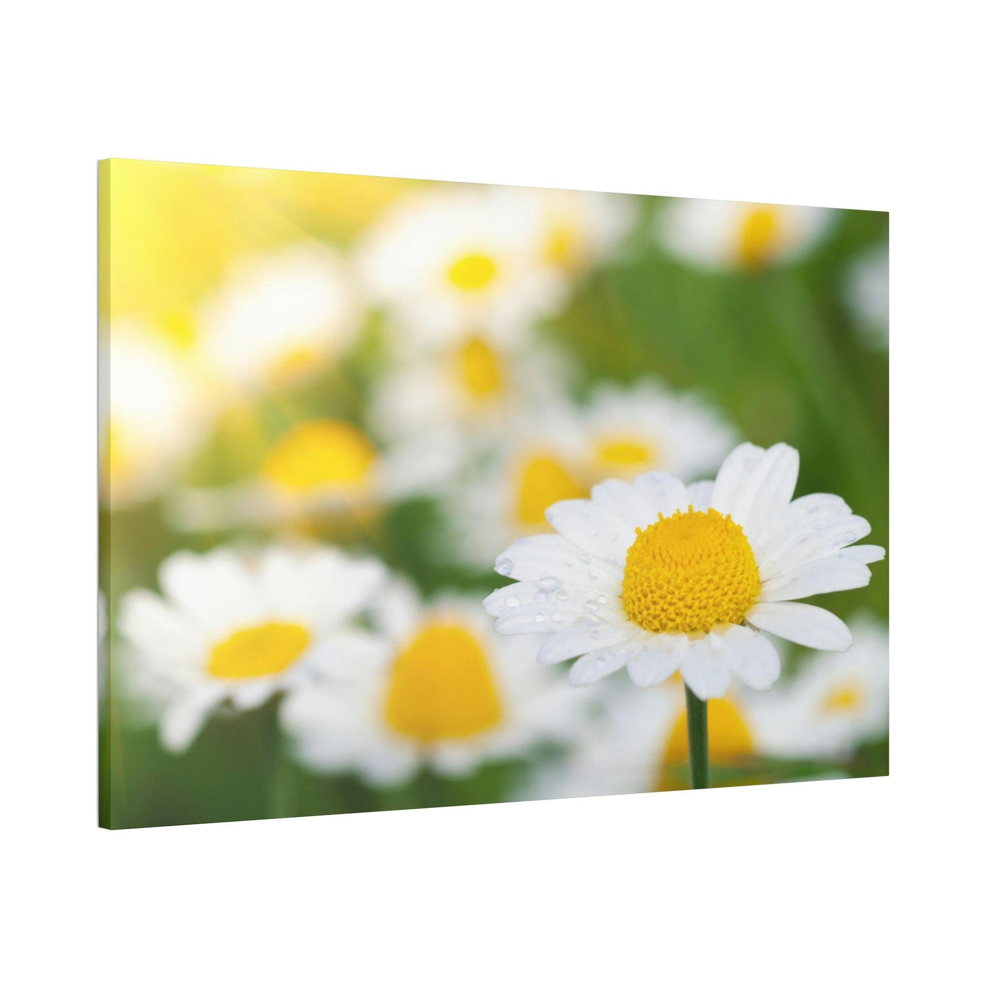 Daisies Dazzling Daisies: Captivating Artwork on Natural Canvas & Posters