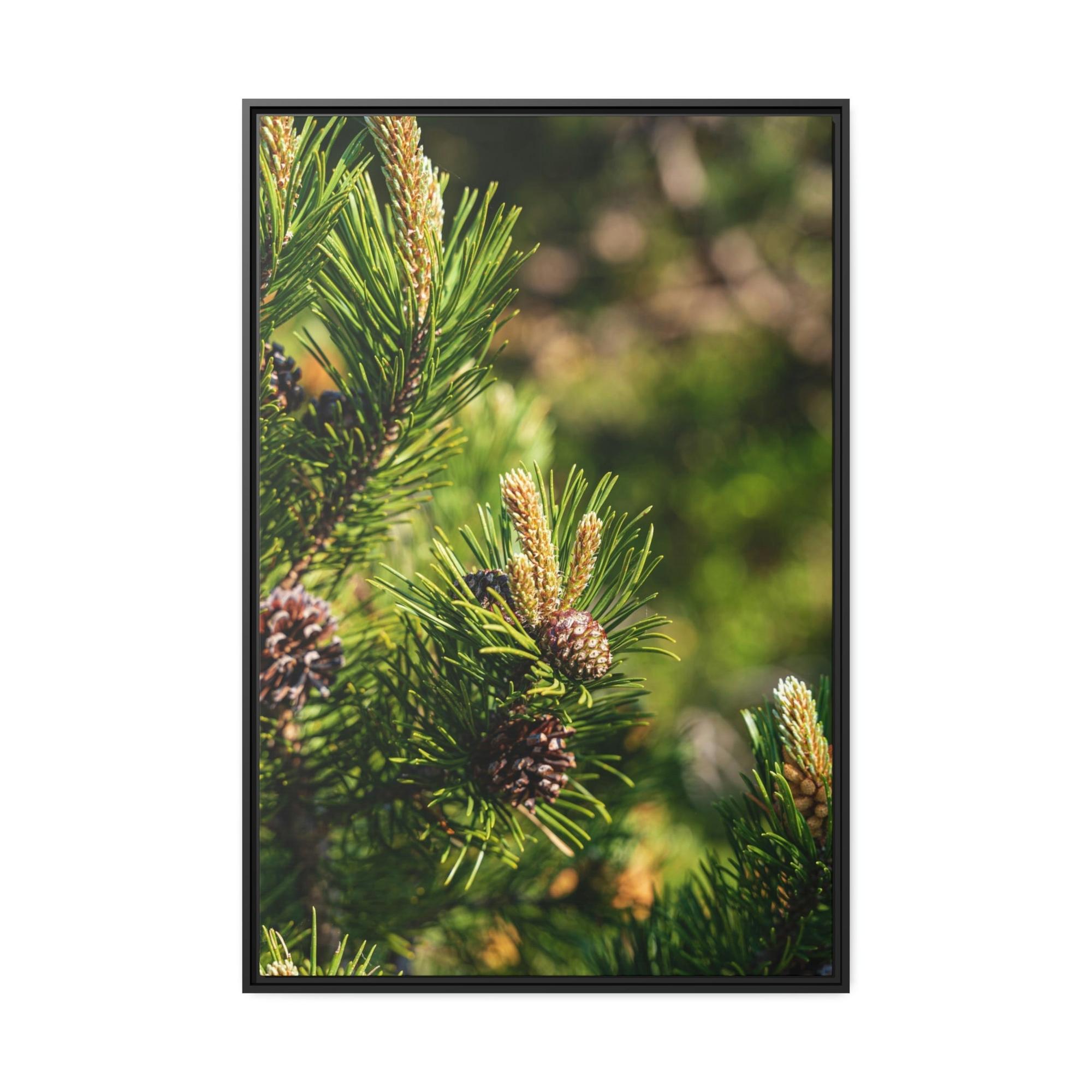 Pine Trees Whispering Pines: A Canvas of Tranquility and Serenity