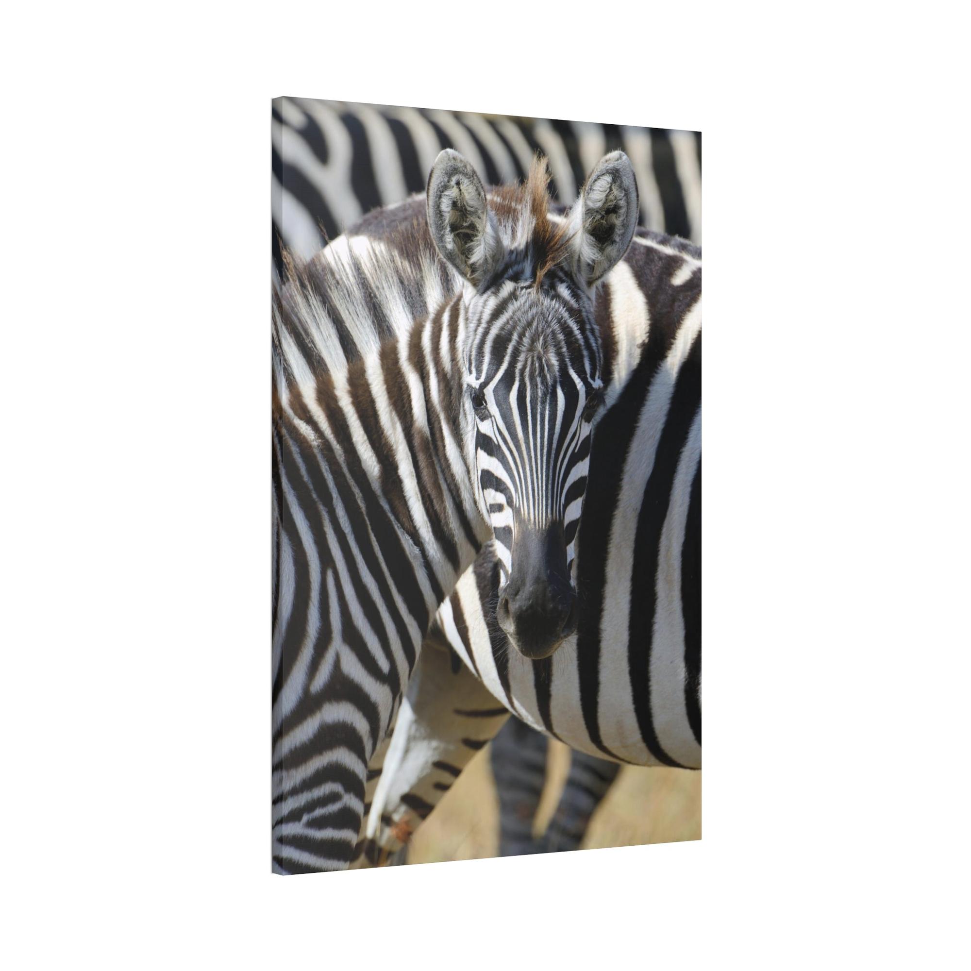 Zebras Grazing in the Grasslands: Natural Canvas Print of a Zebra in its Natural Habitat