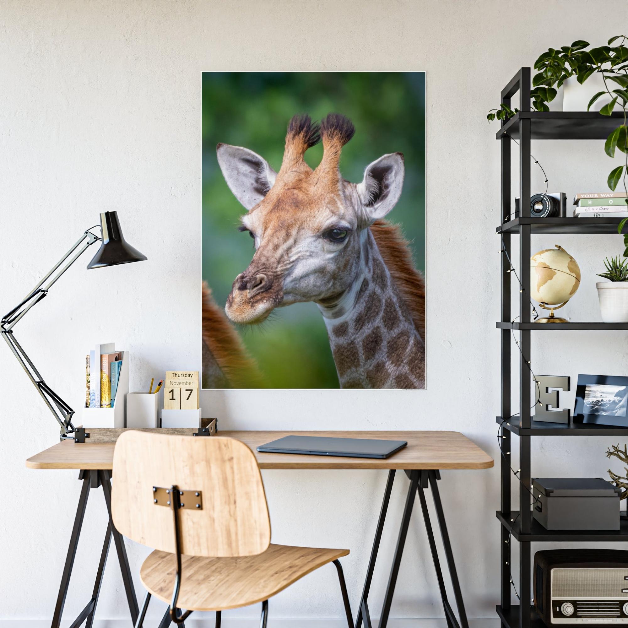 Giraffes Regal Beauty: A High-Quality Canvas Print of a Giraffe's Elegance