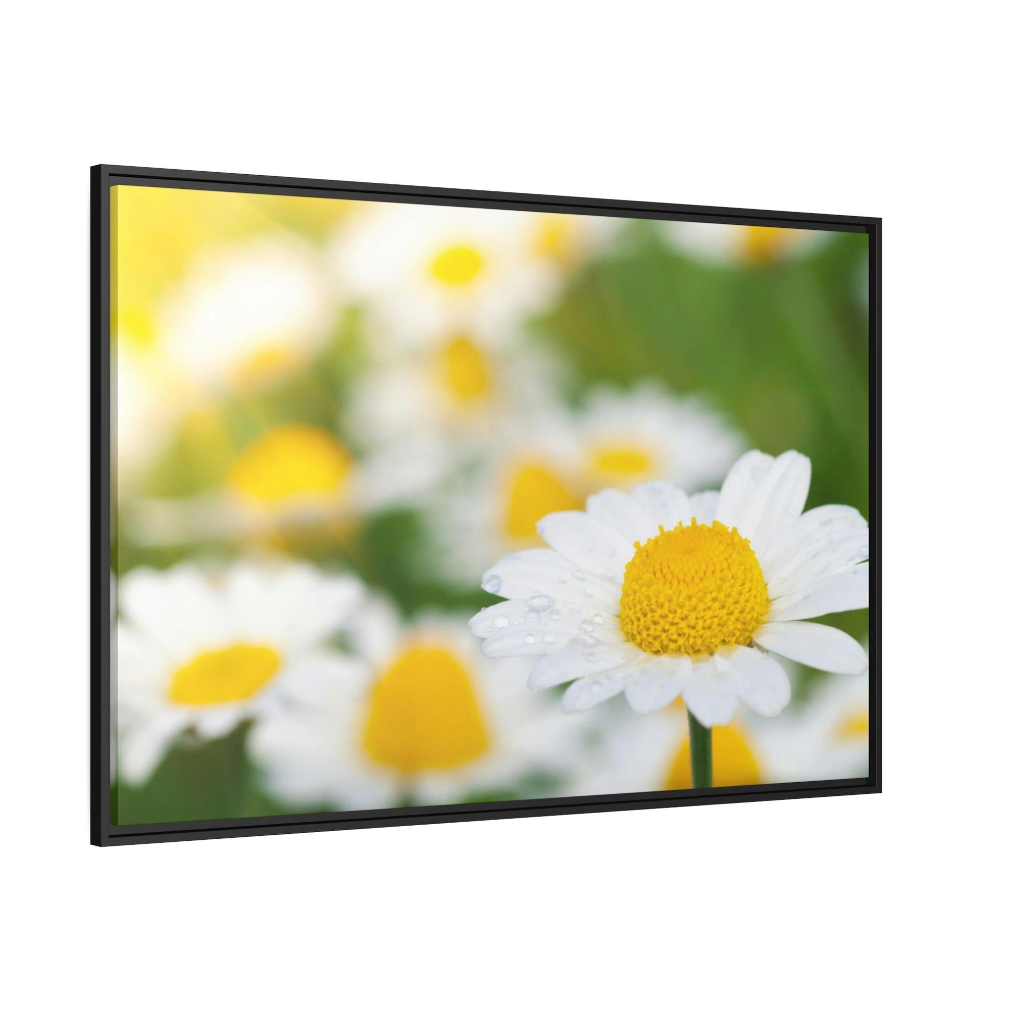 Daisies Dazzling Daisies: Captivating Artwork on Natural Canvas & Posters