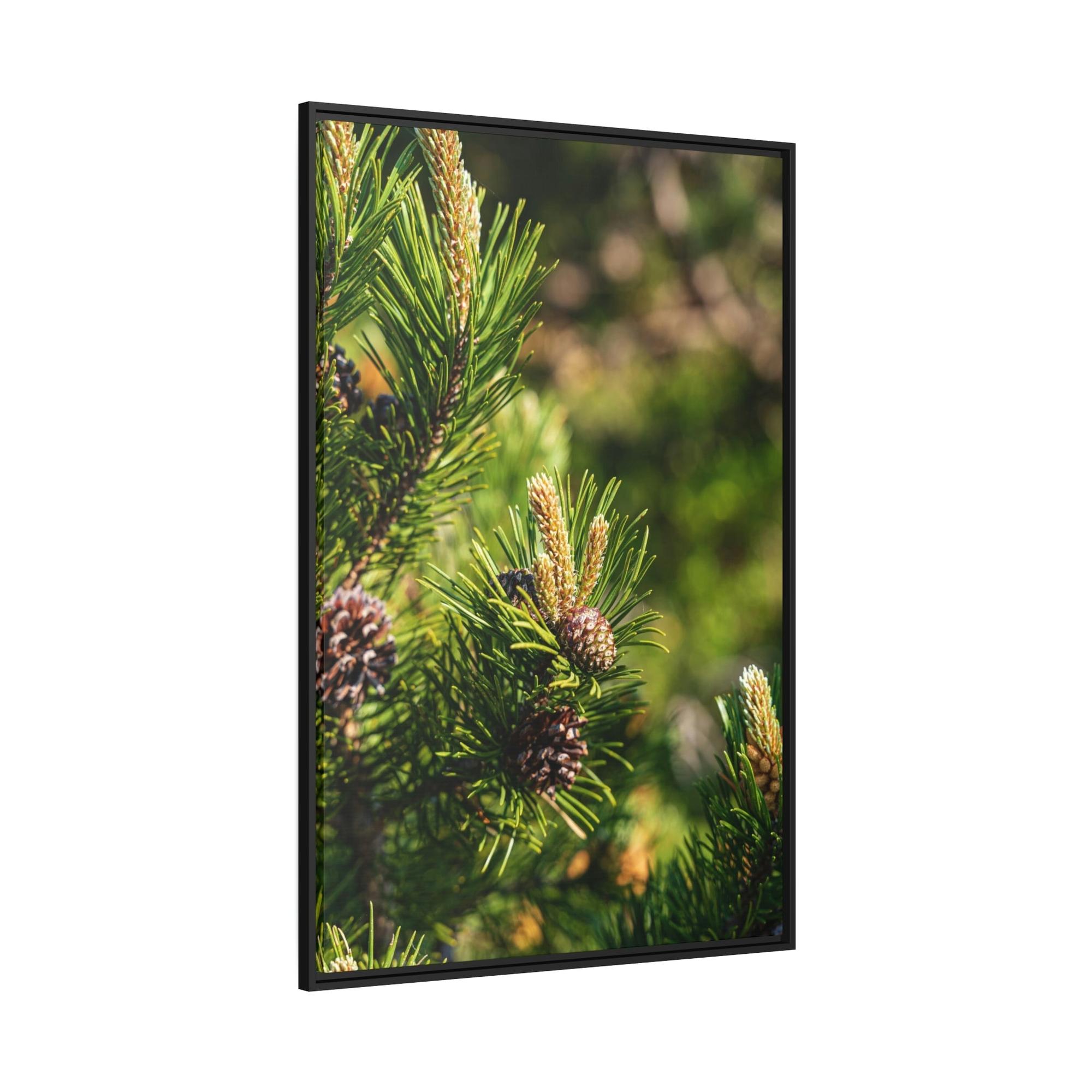 Pine Trees Whispering Pines: A Canvas of Tranquility and Serenity