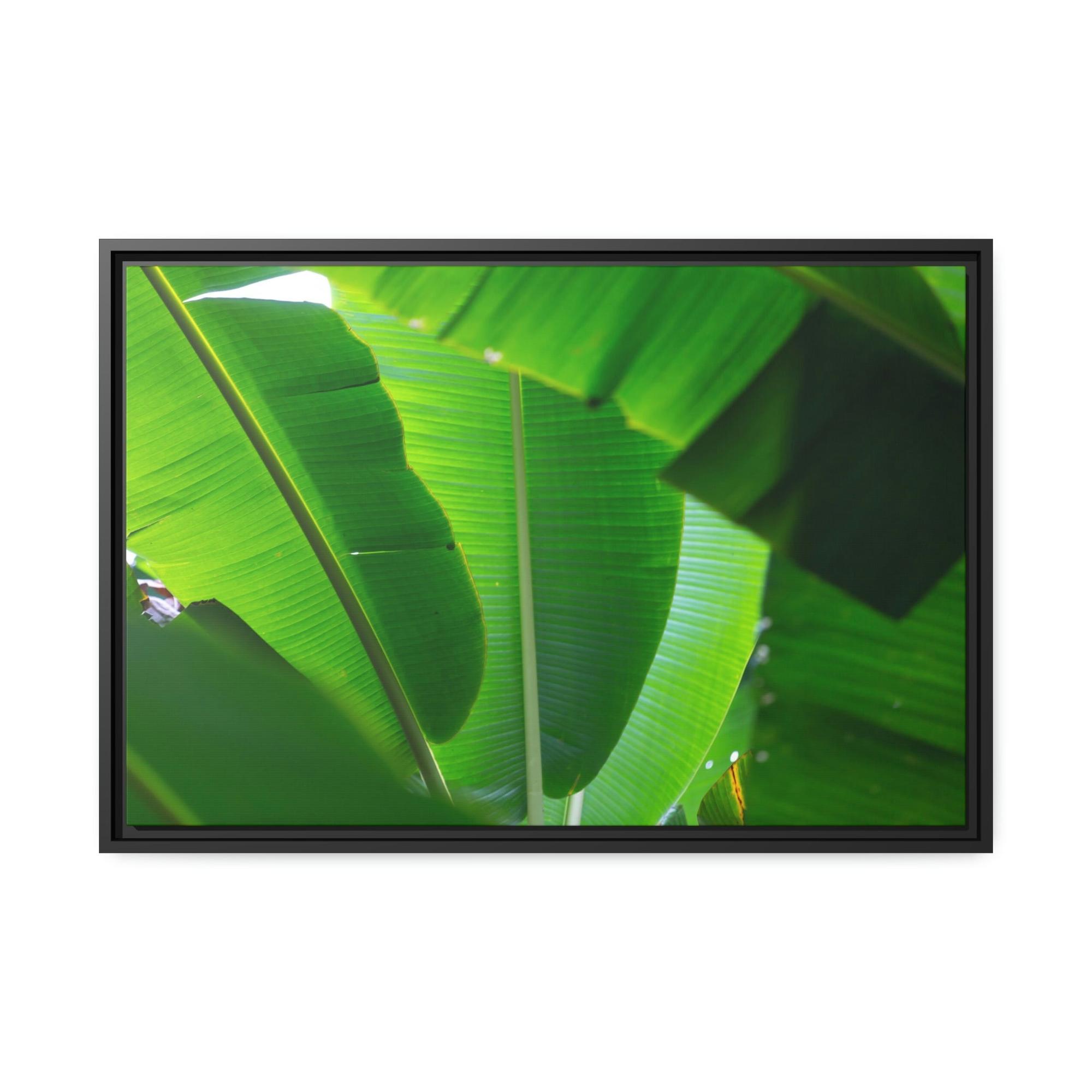 Banana Trees Exotic Foliage: Framed Poster of a Lush Banana Grove