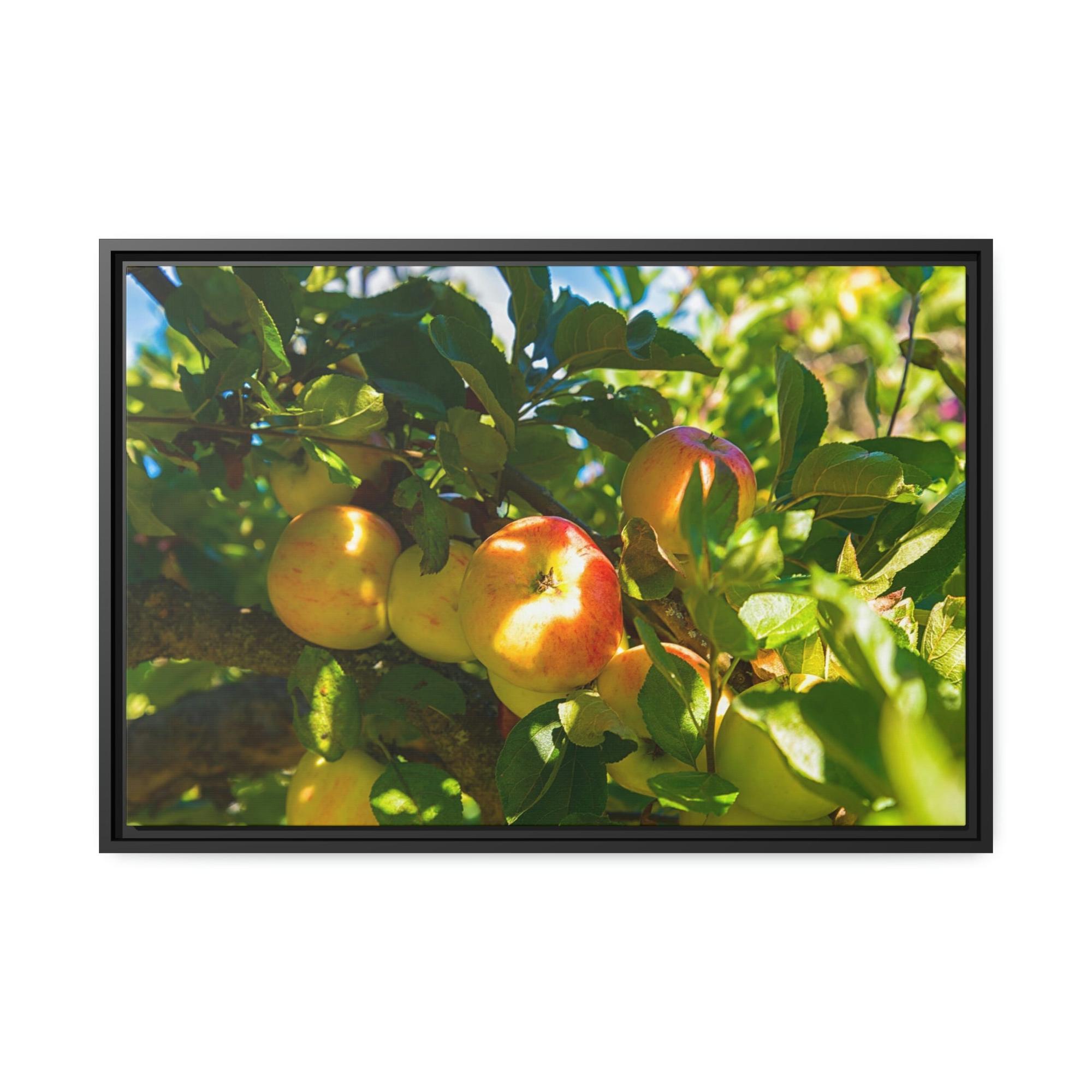 Apple Trees Serene Orchard: Framed Canvas & Poster of Apple Trees on a Sunny Day