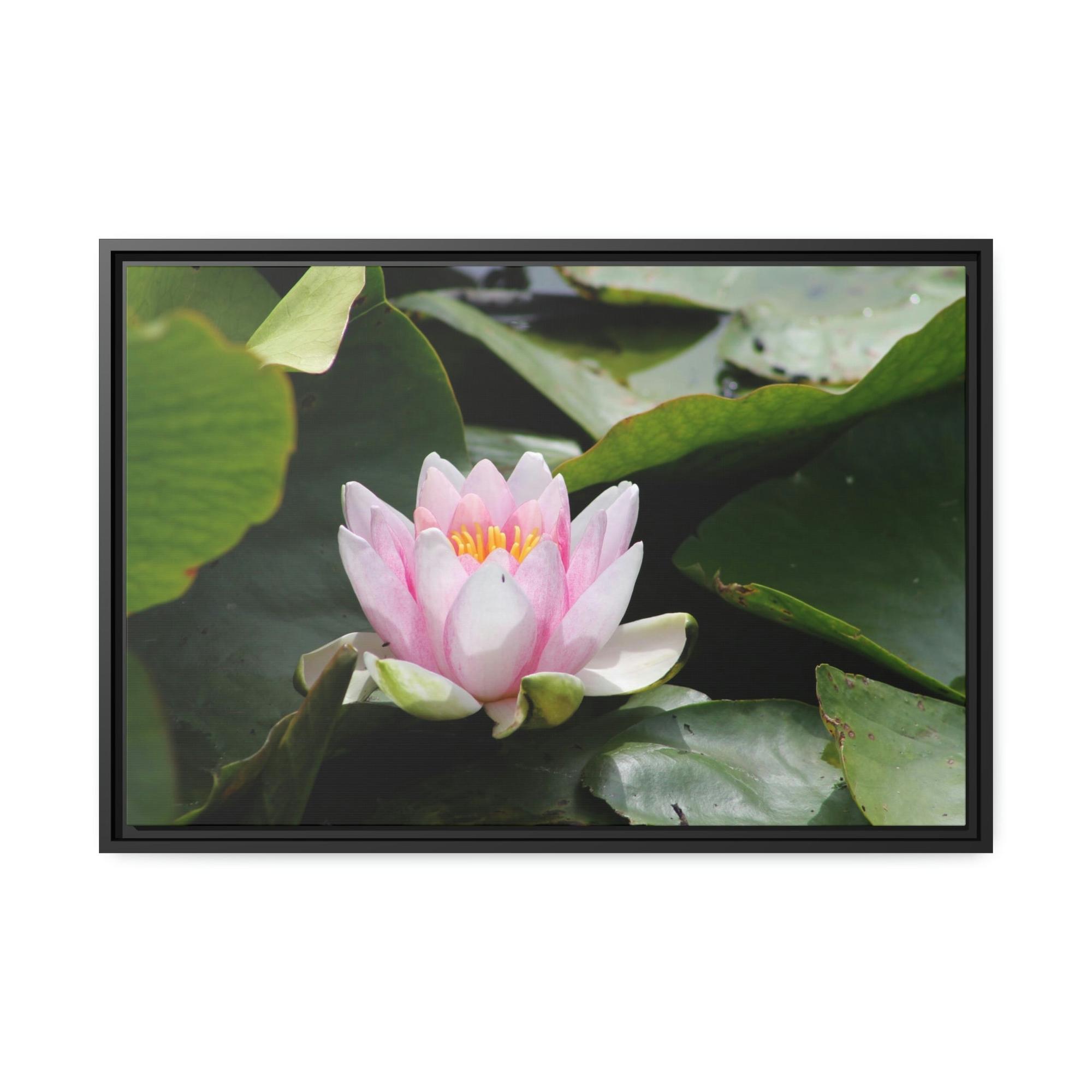 Lotuses Serenity in Lotuses: Natural Canvas & Poster Wall Art