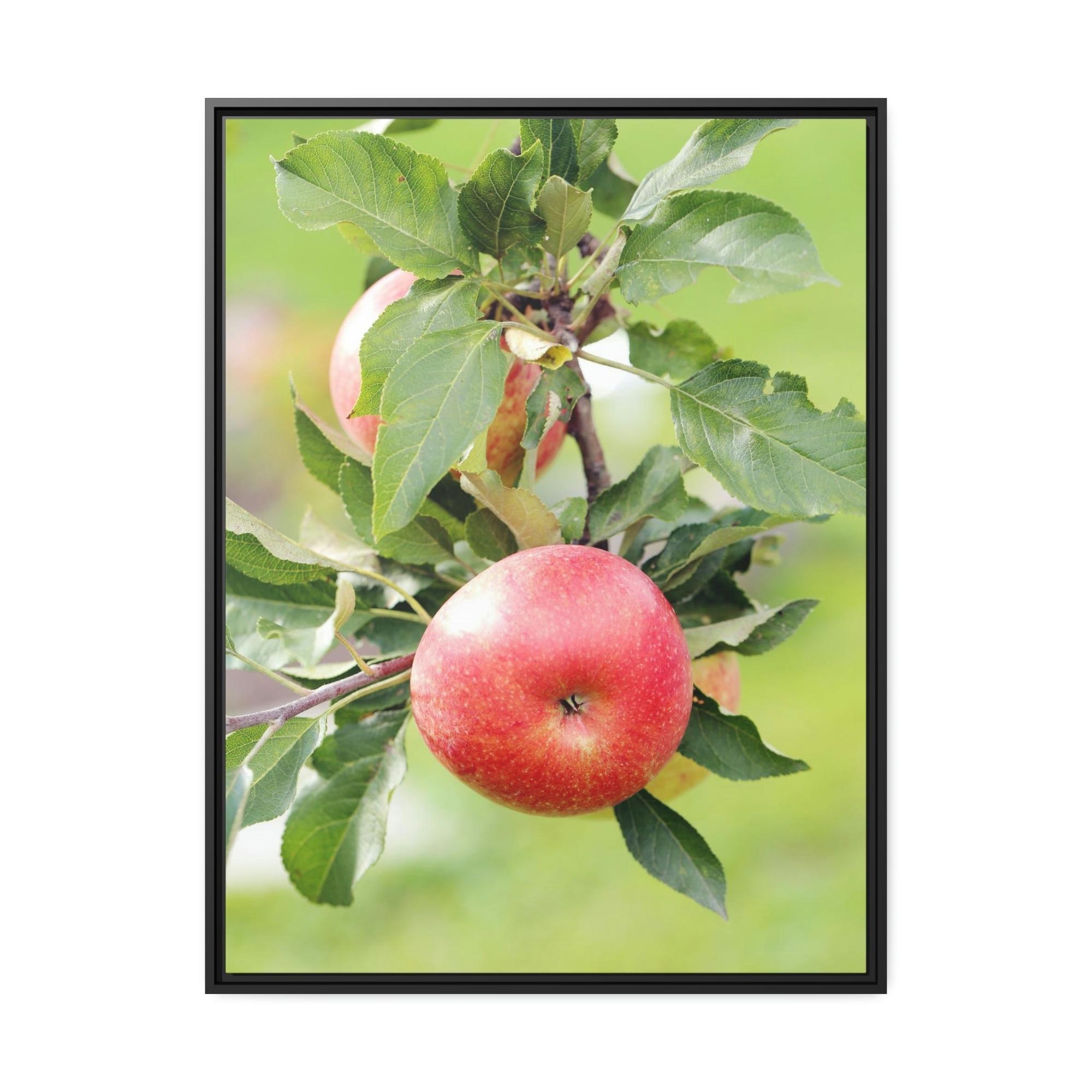 Apple Trees Harvest Time: Artistic Print on Canvas of Apple Trees in Autumn