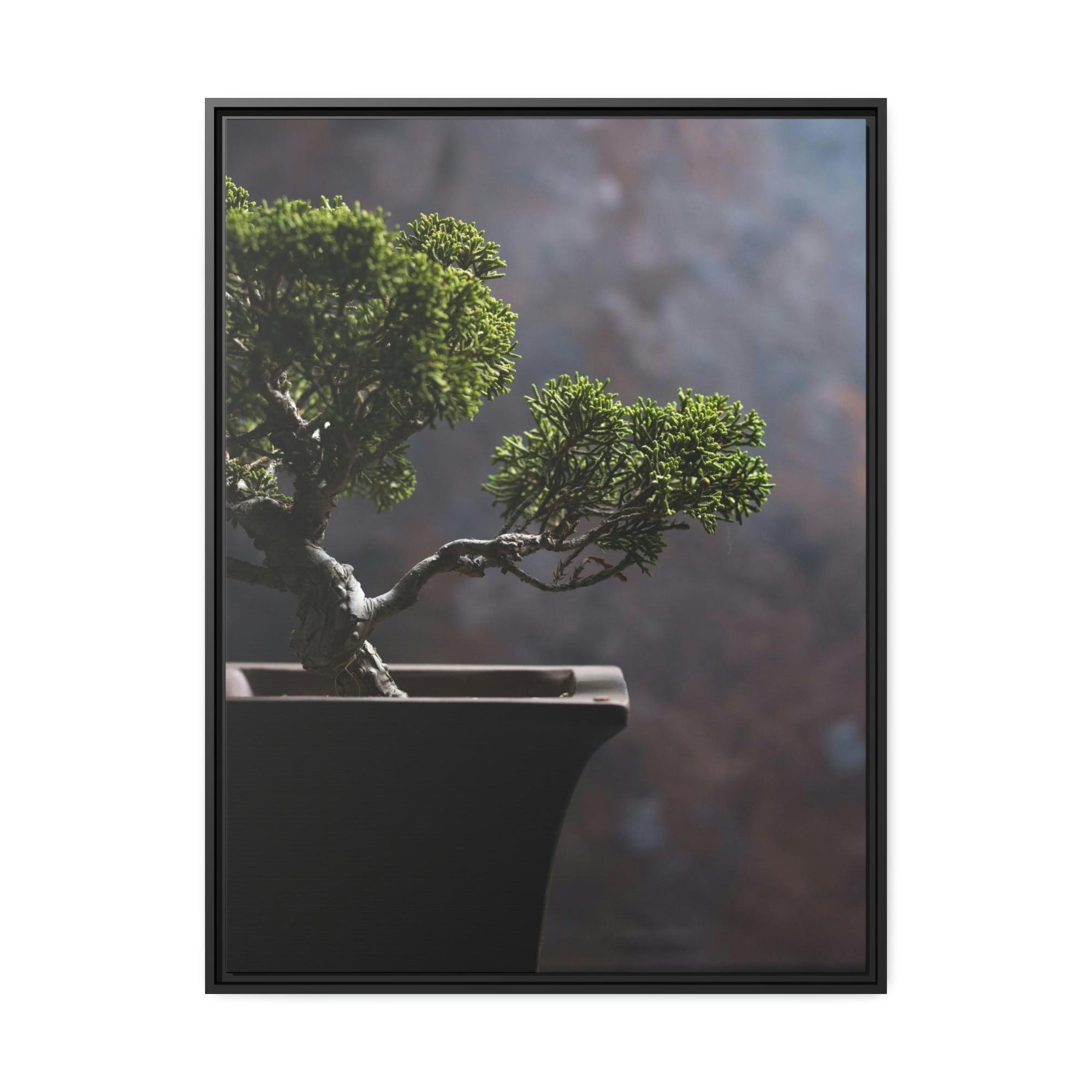 Bonsai Tree Bonsai Harmony: Framed Canvas and Print with Balanced Bonsai Tree Art