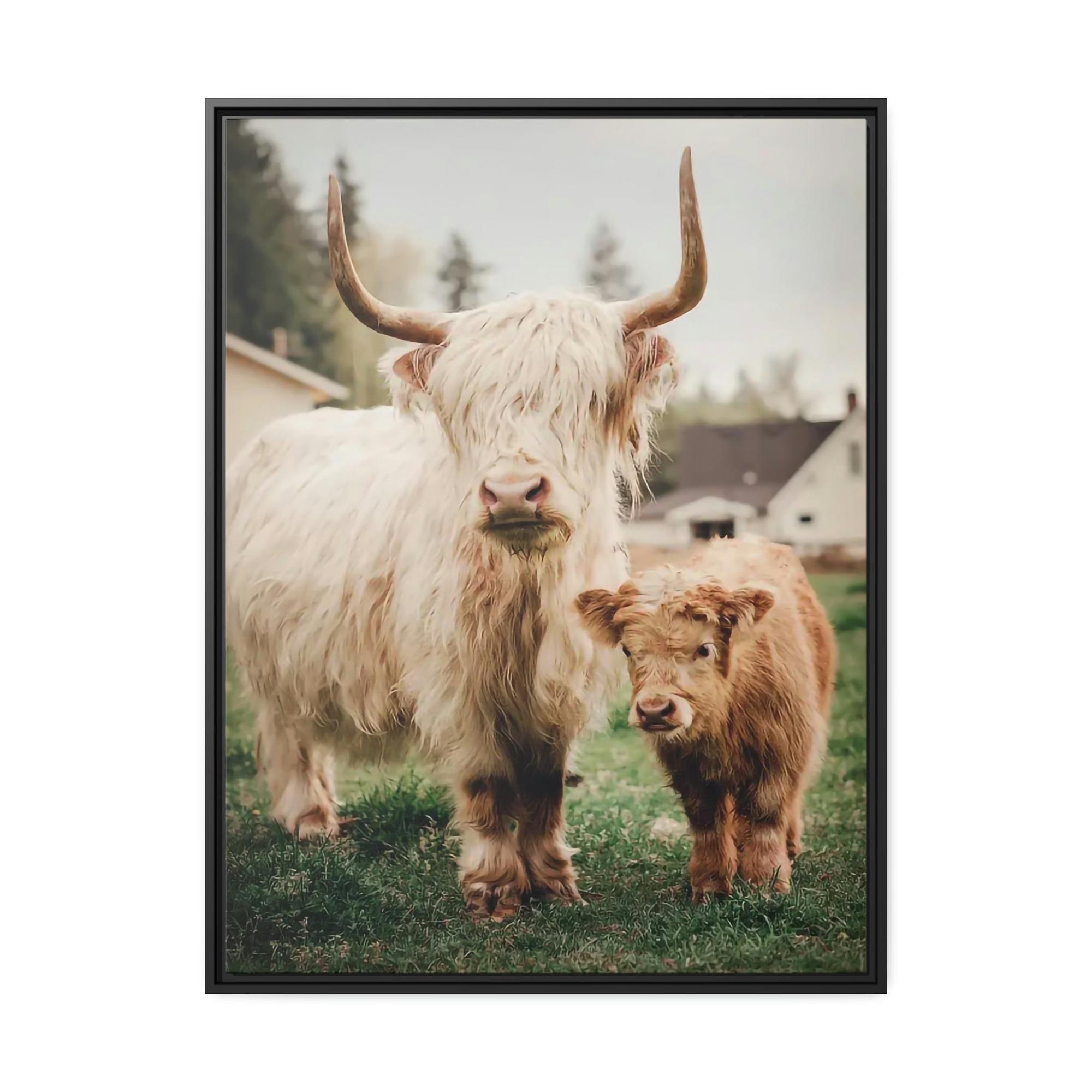 Highland Cow Highland Cow | White & Brown Highland Cows | Marvelous — Pixoram