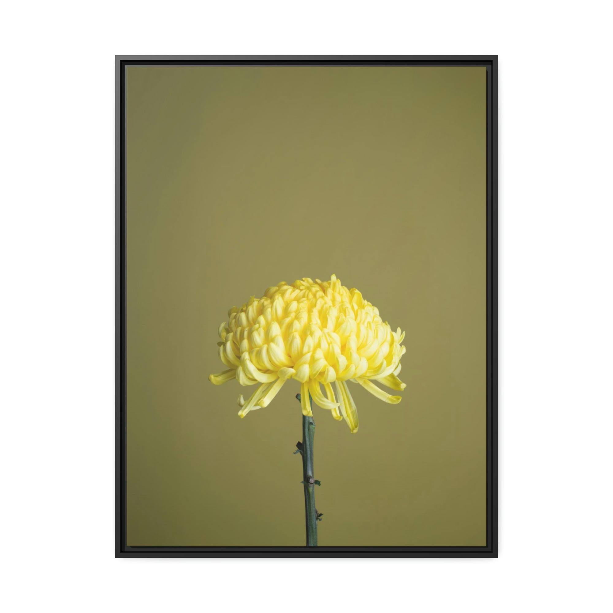 Chrysanthemums Chrysanthemum Elegance: Striking Wall Art on Framed Canvas