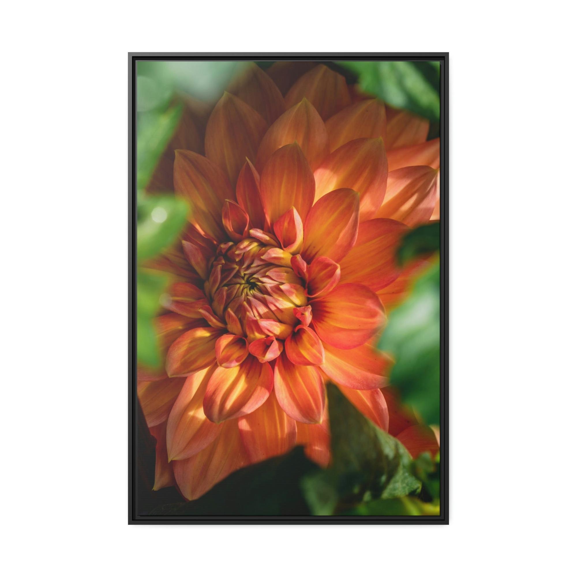 undefined The Majesty of Dahlias: A Wall Art Print of These Gorgeous Blooms