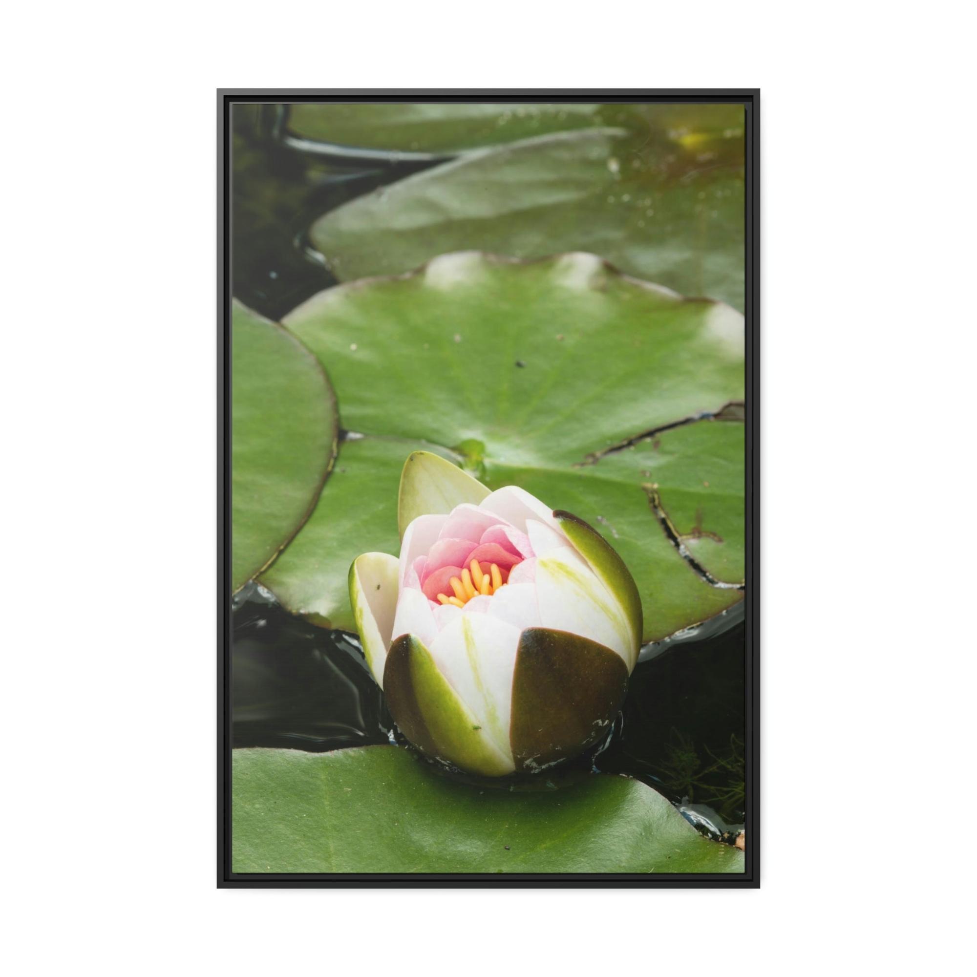 Lilies & Waterlily Serene Reflections: Lilies on Water