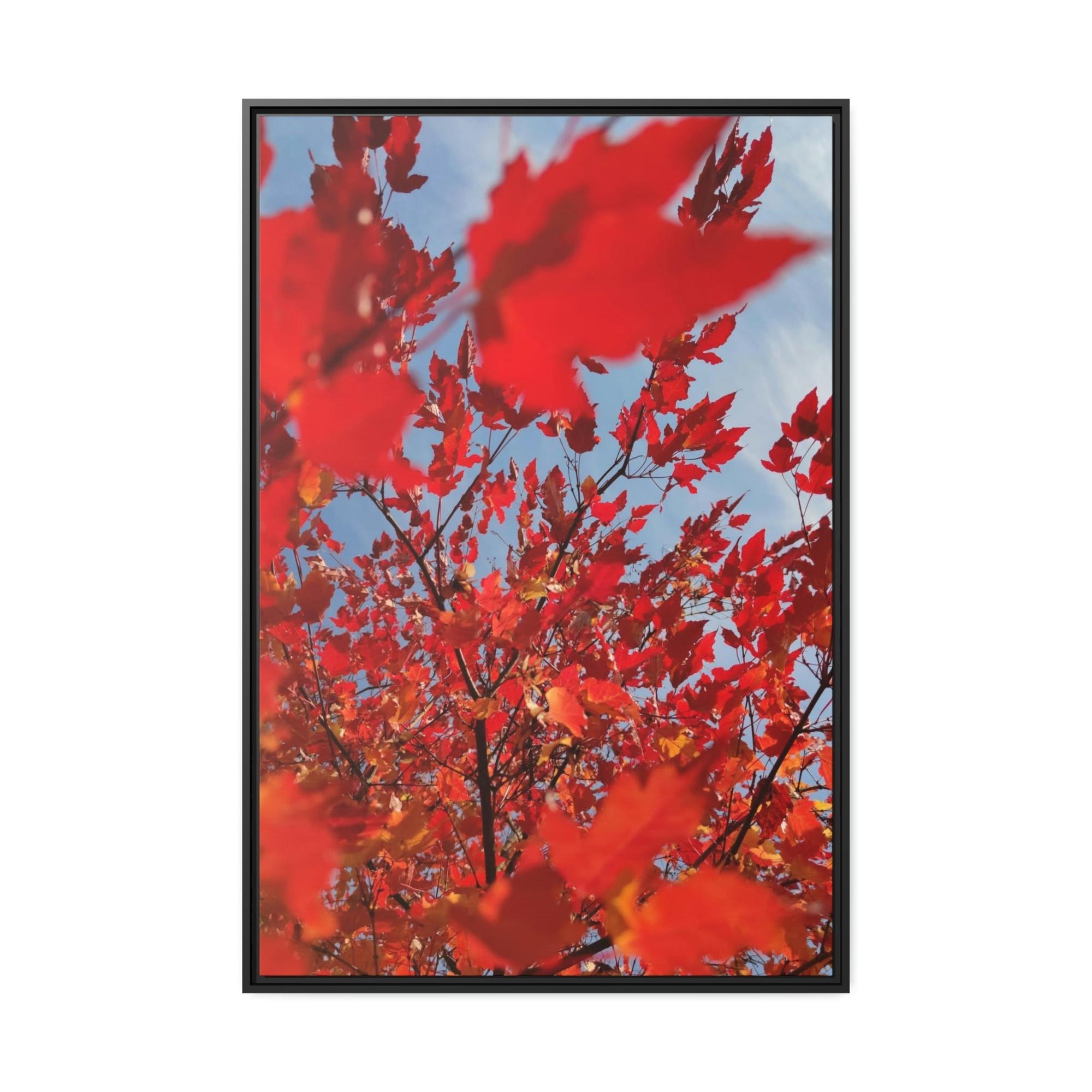 undefined Autumn's Glow: Maple Trees in Bloom