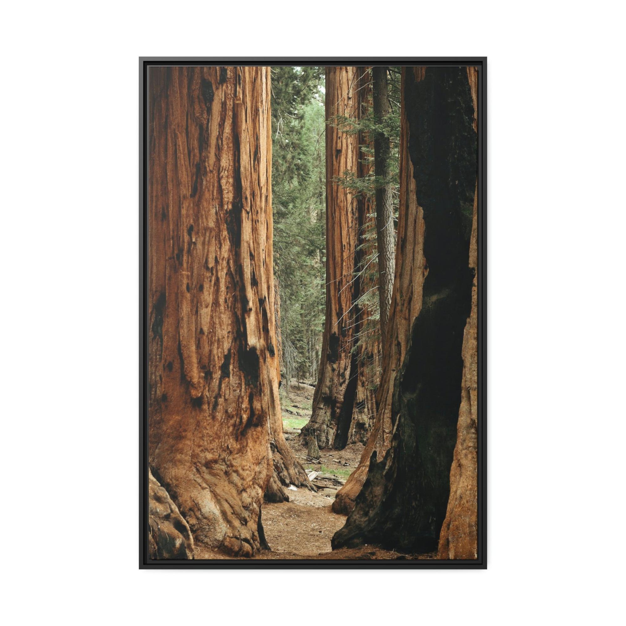 Trees Woodsy Whispers: A Peaceful Journey Through a Forest's Secrets