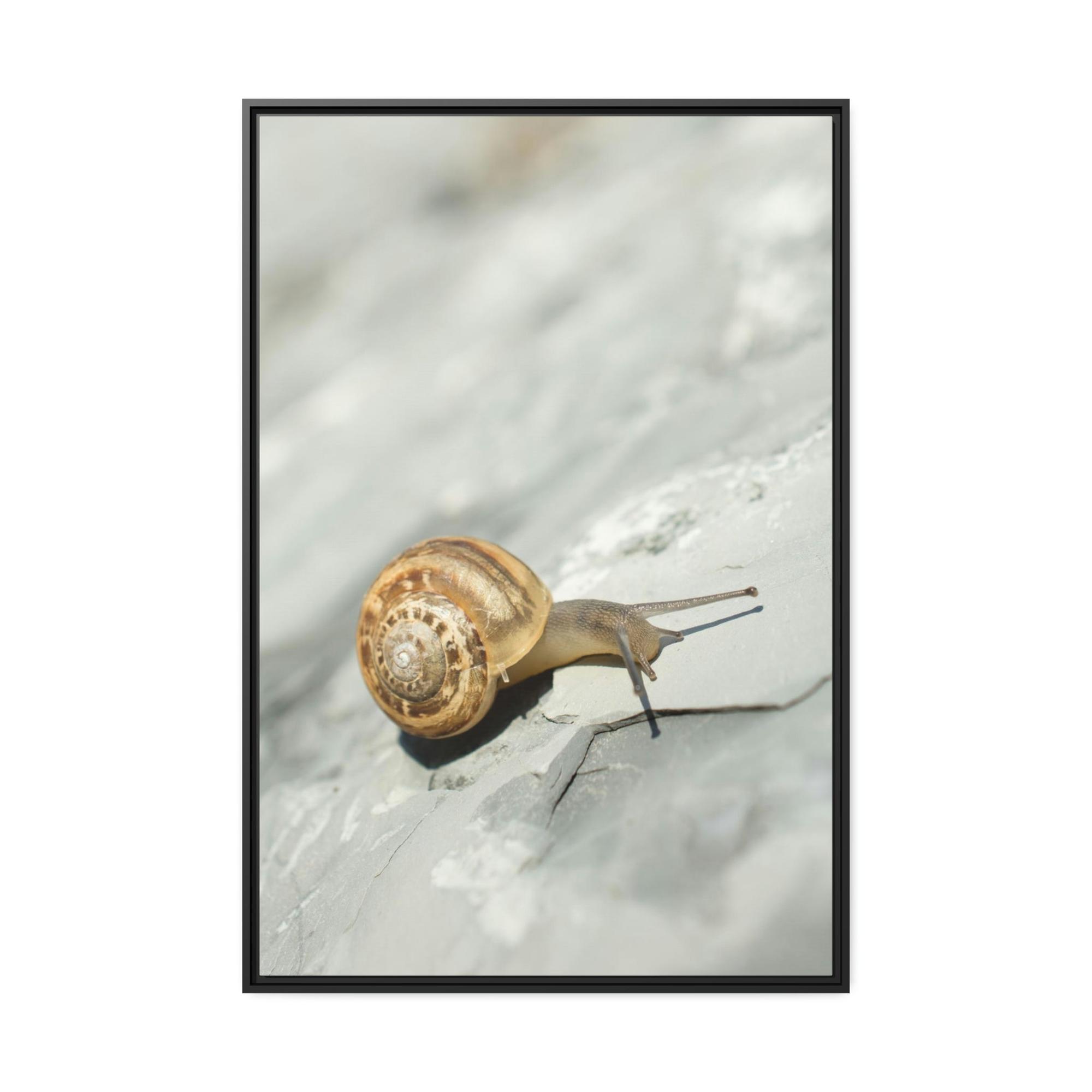 Snails A Snail's World: Life in Slow Motion