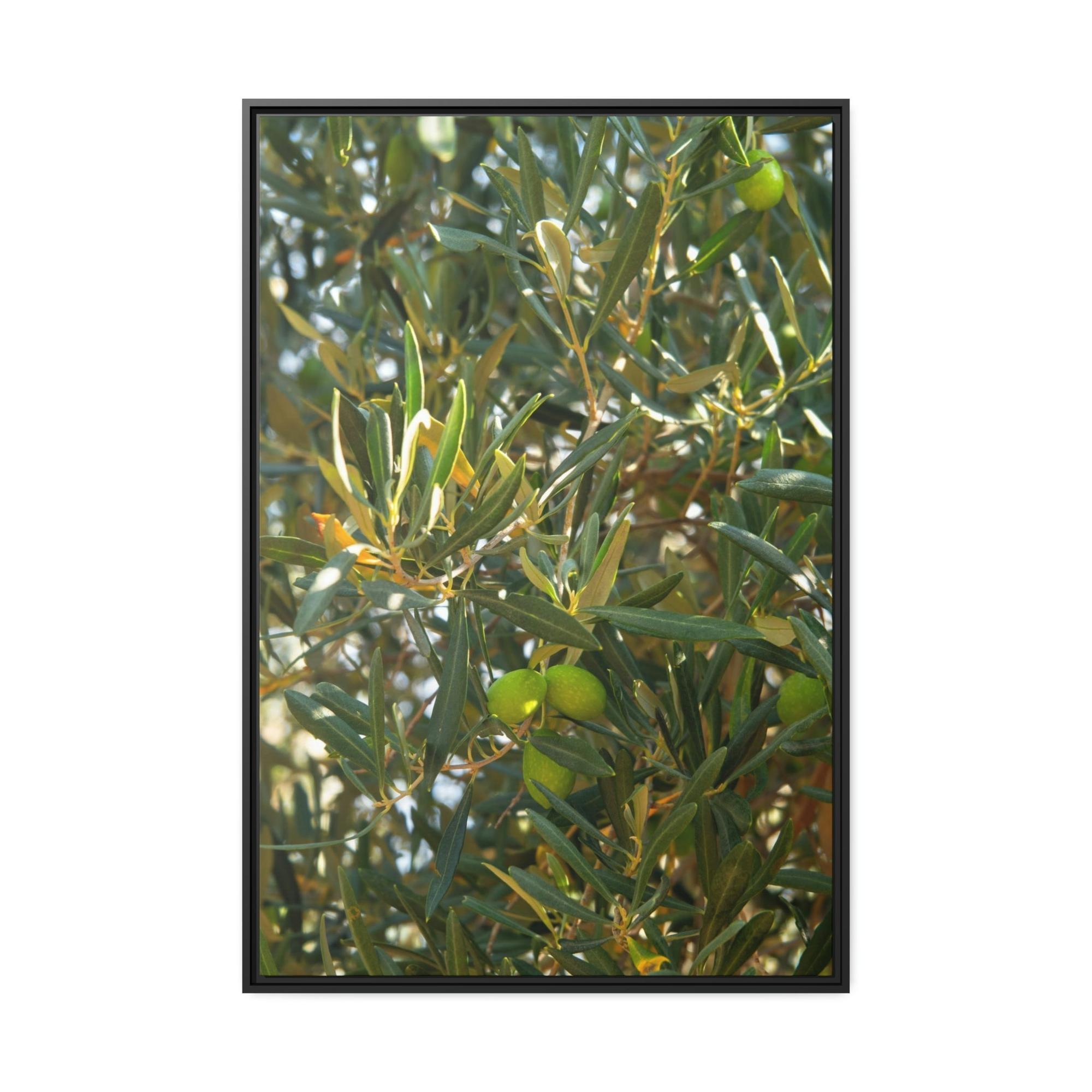 Olive Trees Mediterranean Groves: A Lush and Vibrant Ode to the Olive Trees of the South