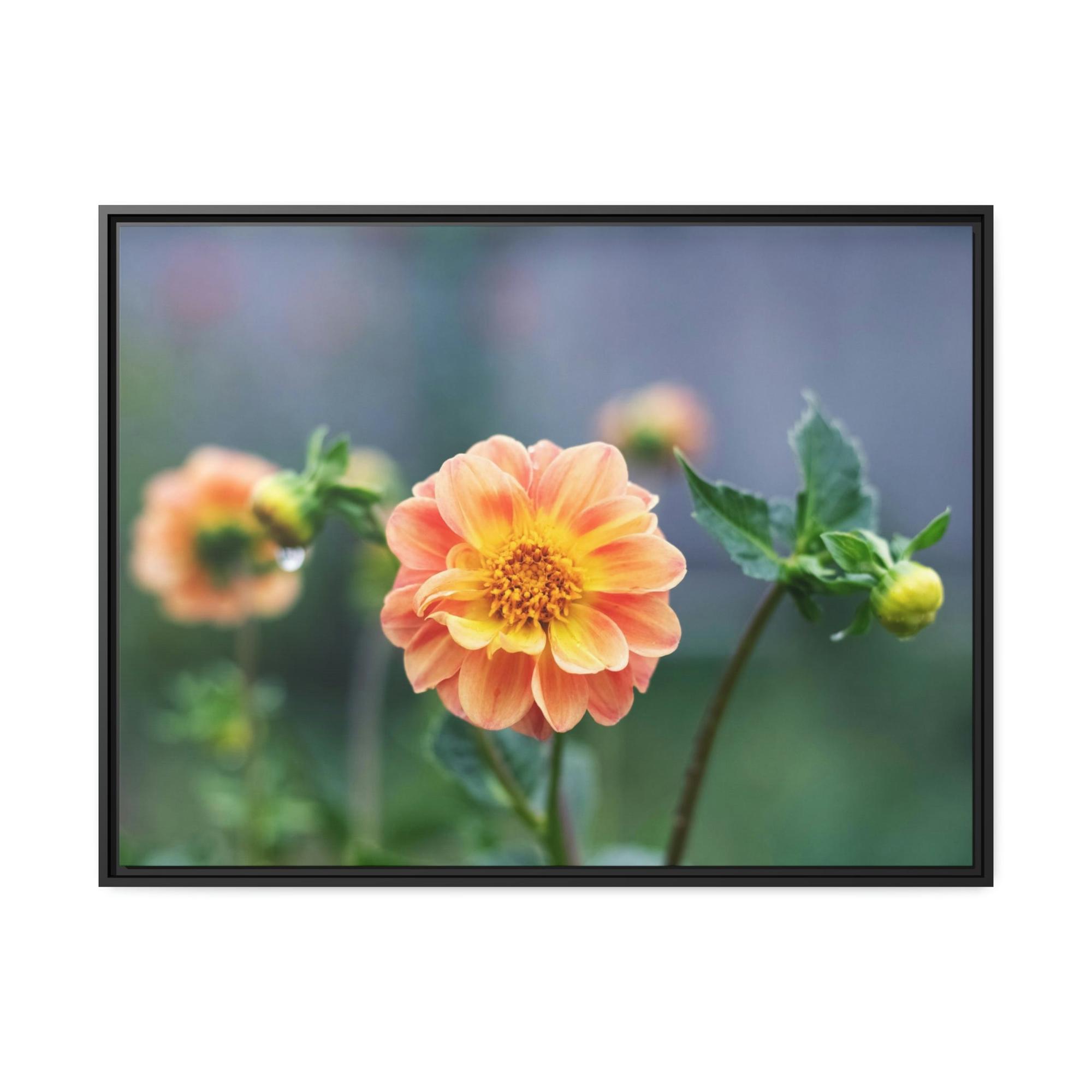 Dahlias The Joy of Dahlias: A Poster of These Bright and Beautiful Flowers