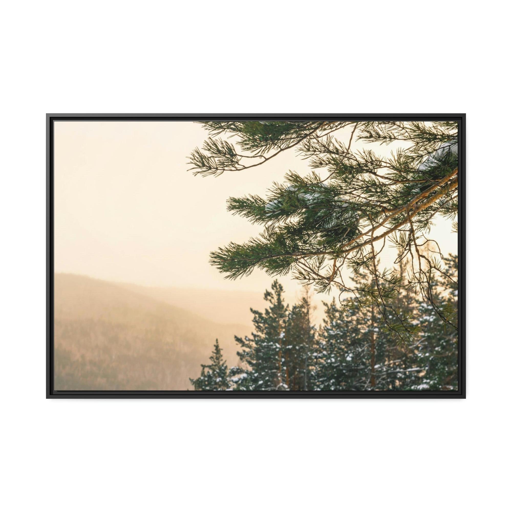Pine Trees Nature's Pillars: A Canvas of Pine Trees