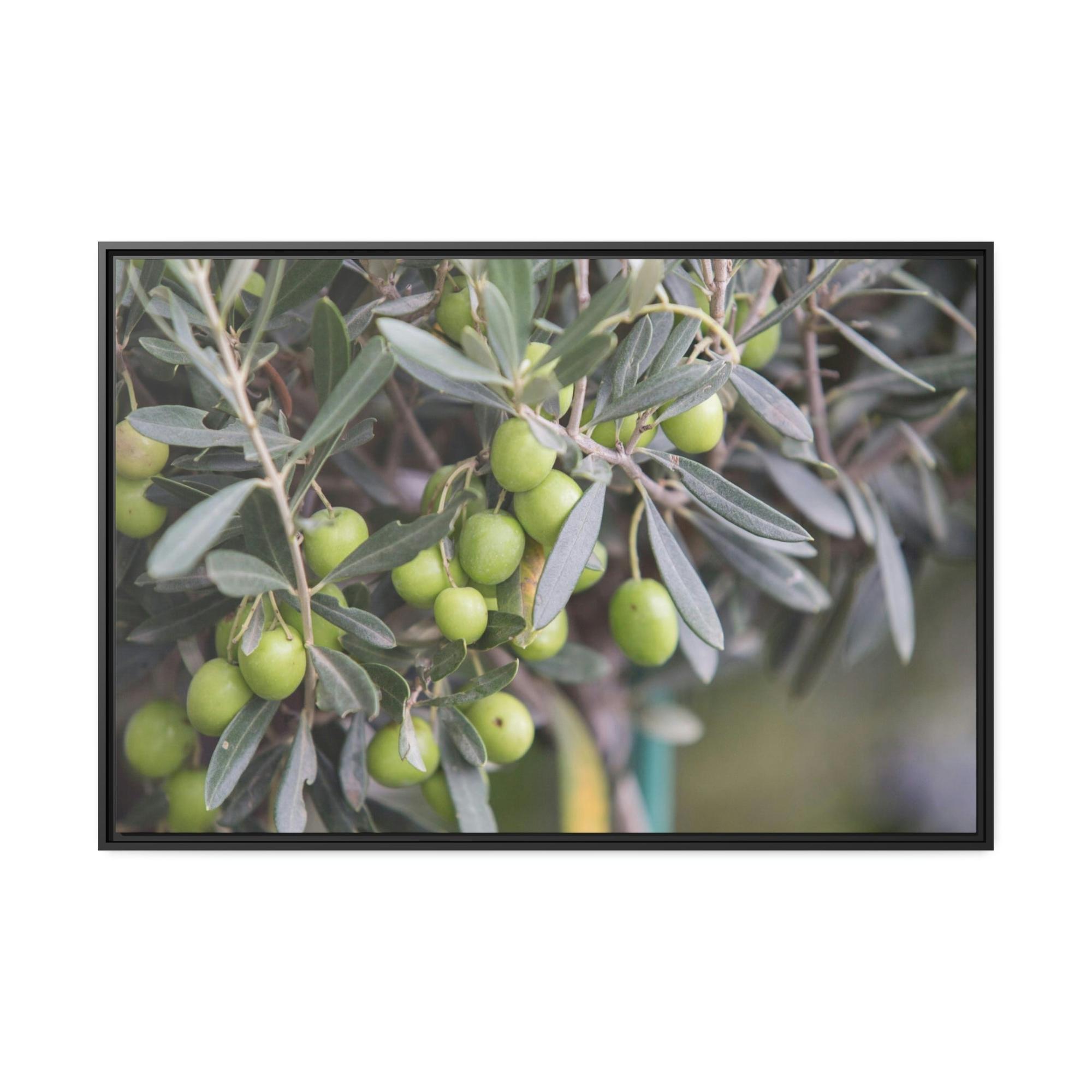 undefined A Grove of Memories: A Nostalgic and Heartfelt Tribute to the Olive Trees' History