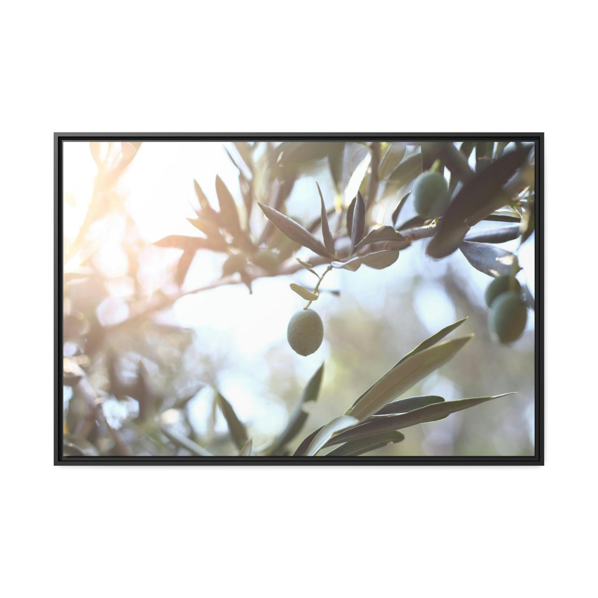 Olive Trees Ancient Wisdom: A Reverential and Timeless Homage to the Ancient Olive Trees