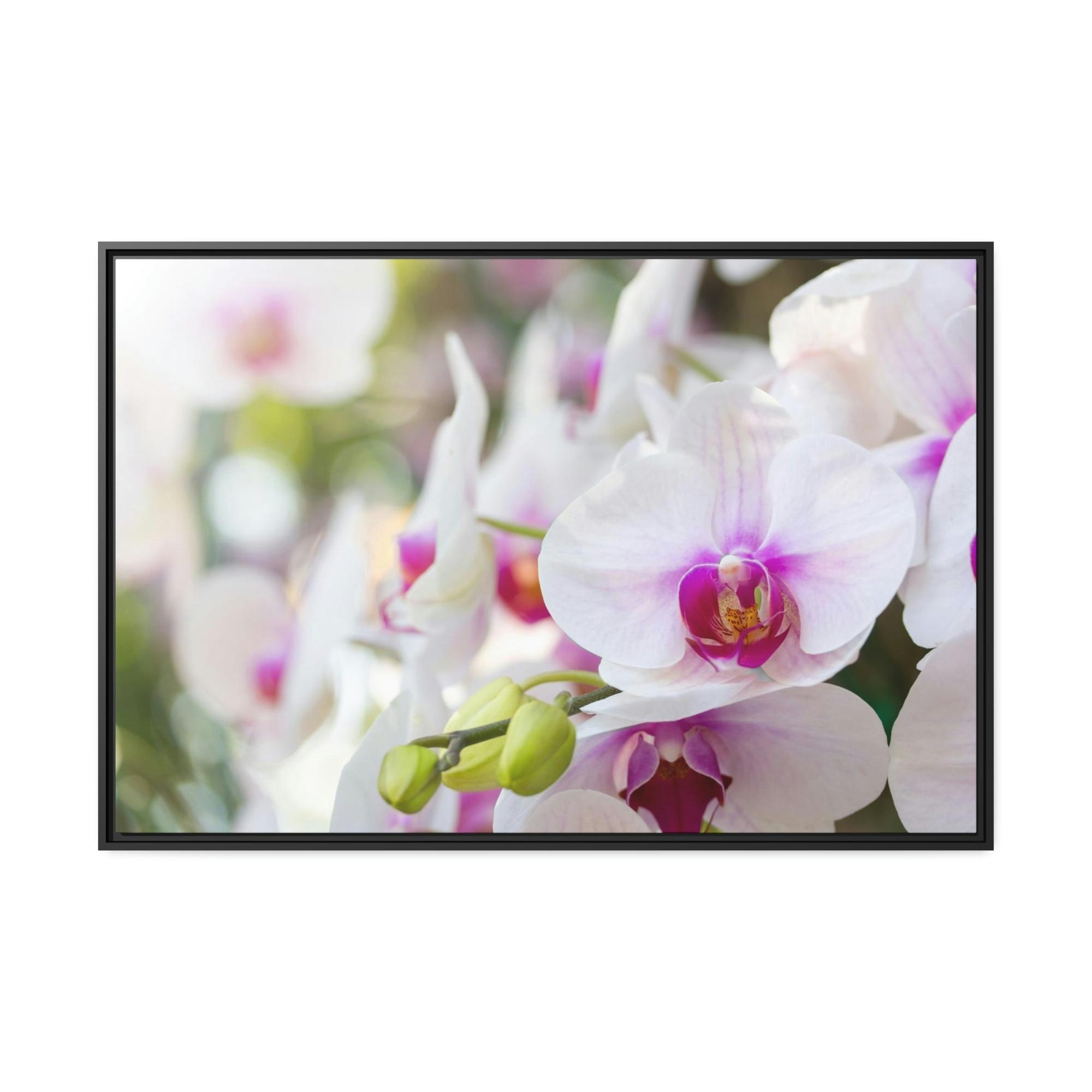 undefined Floral Symphony: Orchids in Harmony