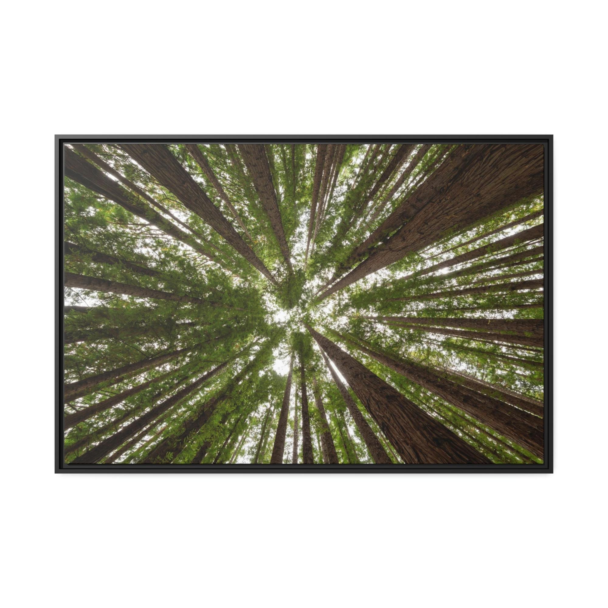 Forest Trees Through the Trees: A Forest Adventure