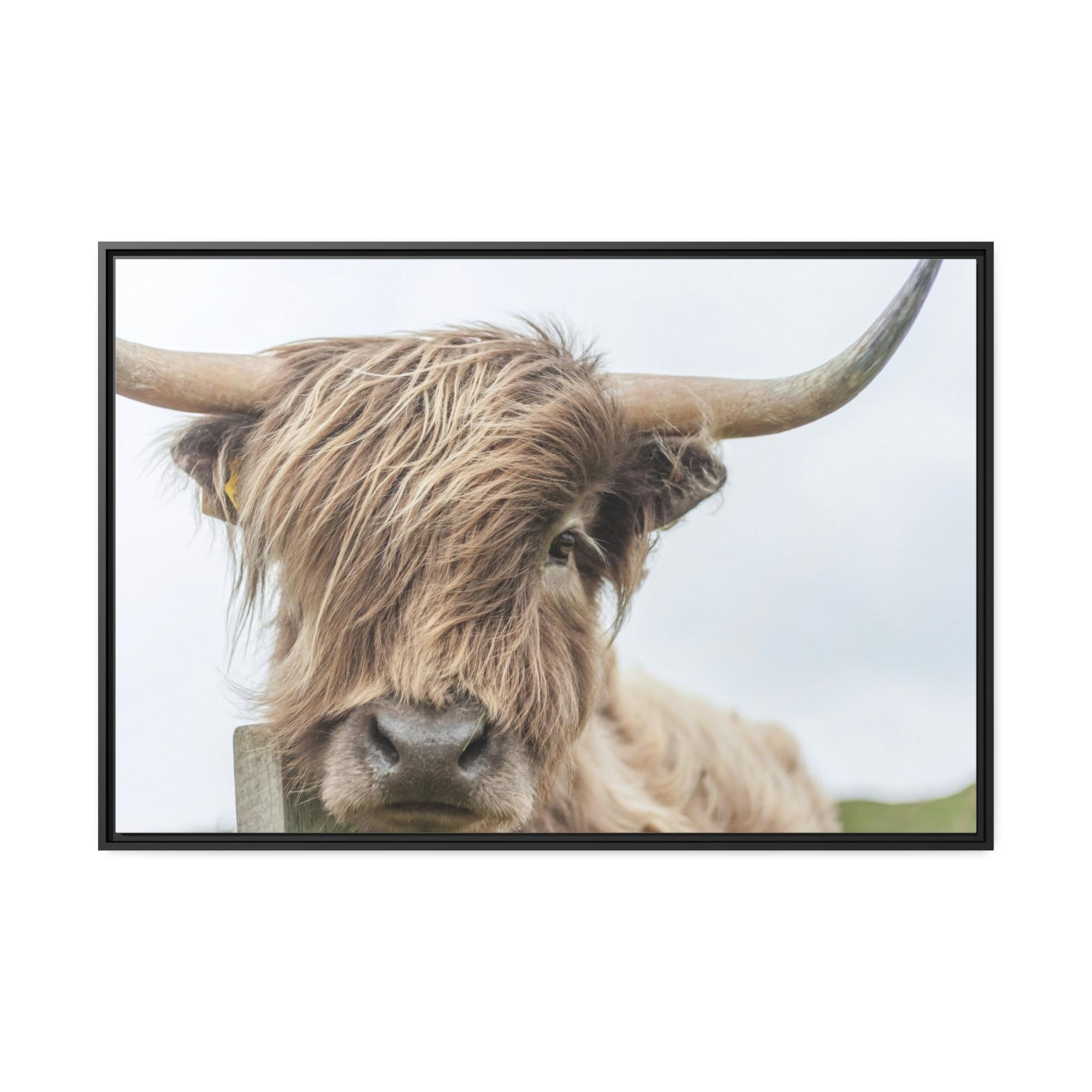 Highland Cow Wilderness Wonder: Wall Art on Canvas of a Majestic Highland Cow in the Wild