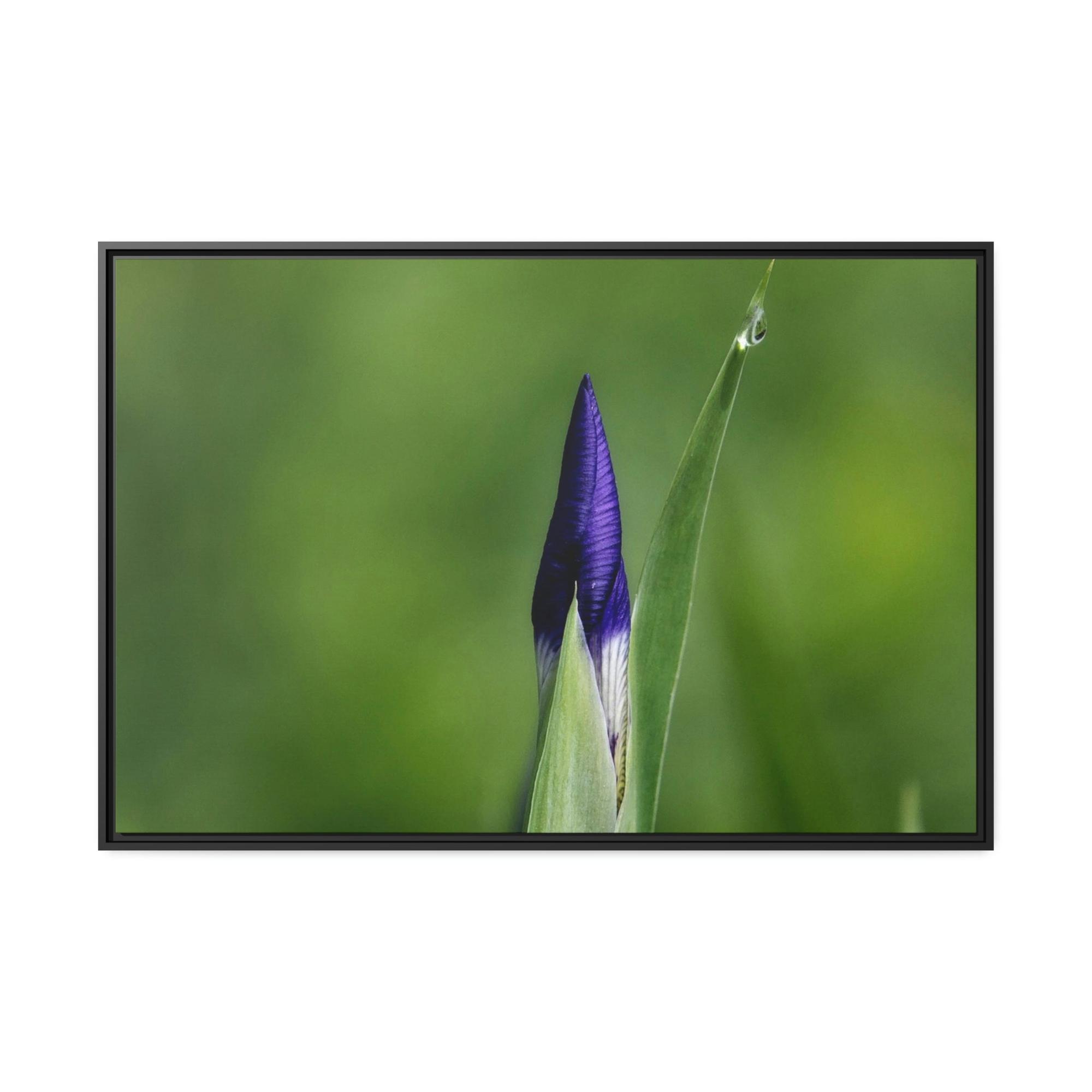 Irises Irise in Bloom: A Canvas of Melodic Petals and Fragrances