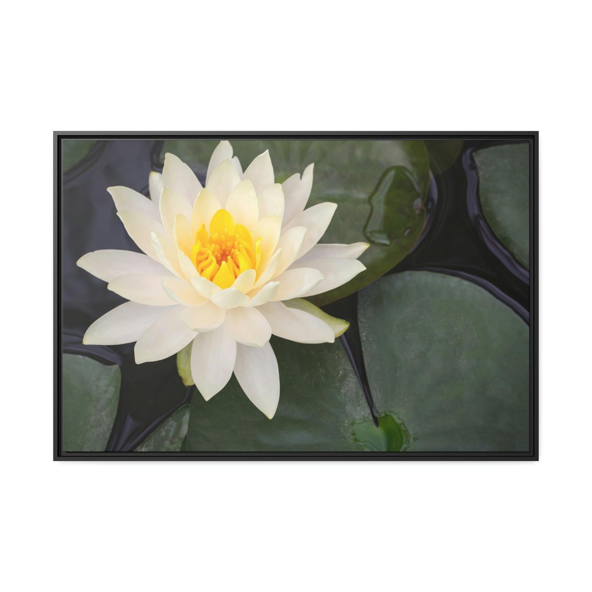 undefined Lily Serenade: A Symphony of Floral Beauty