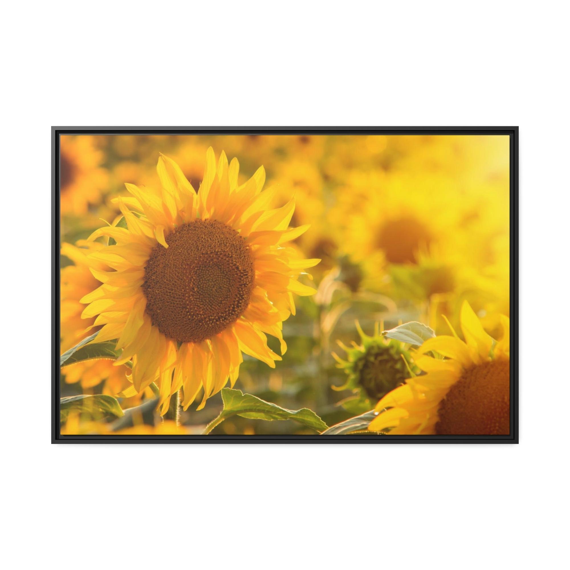 Sunflowers Golden Blooms: A Vibrant Ode to the Beauty of Sunflowers