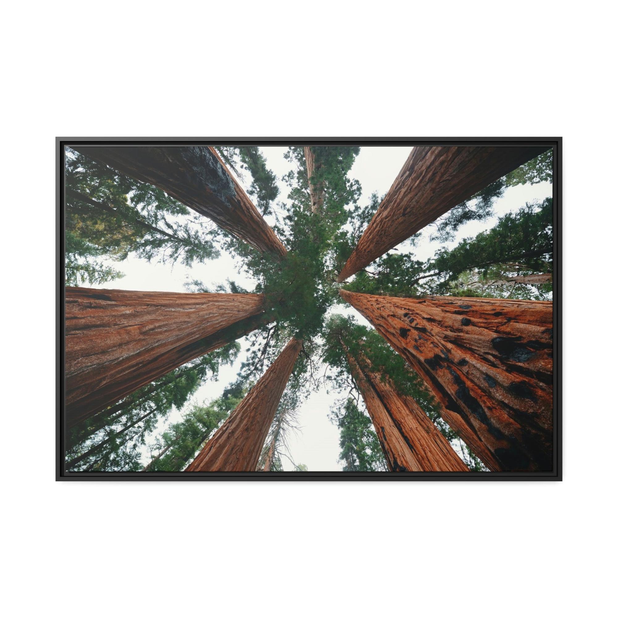 Nebulae Majestic Giants: Redwood Trees