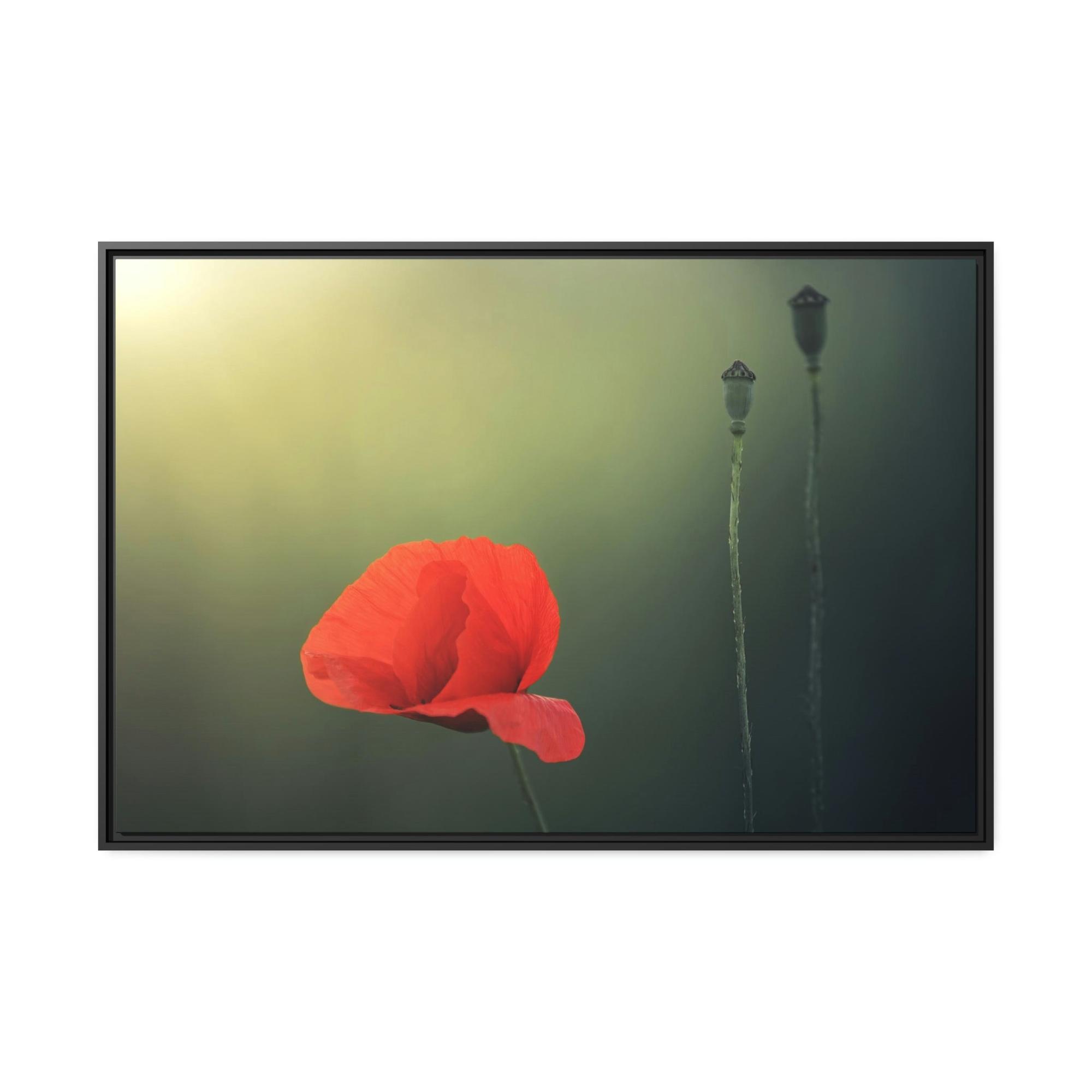Poppies Pure and Simple: A Painting of a White Poppy as a Symbol of Purity
