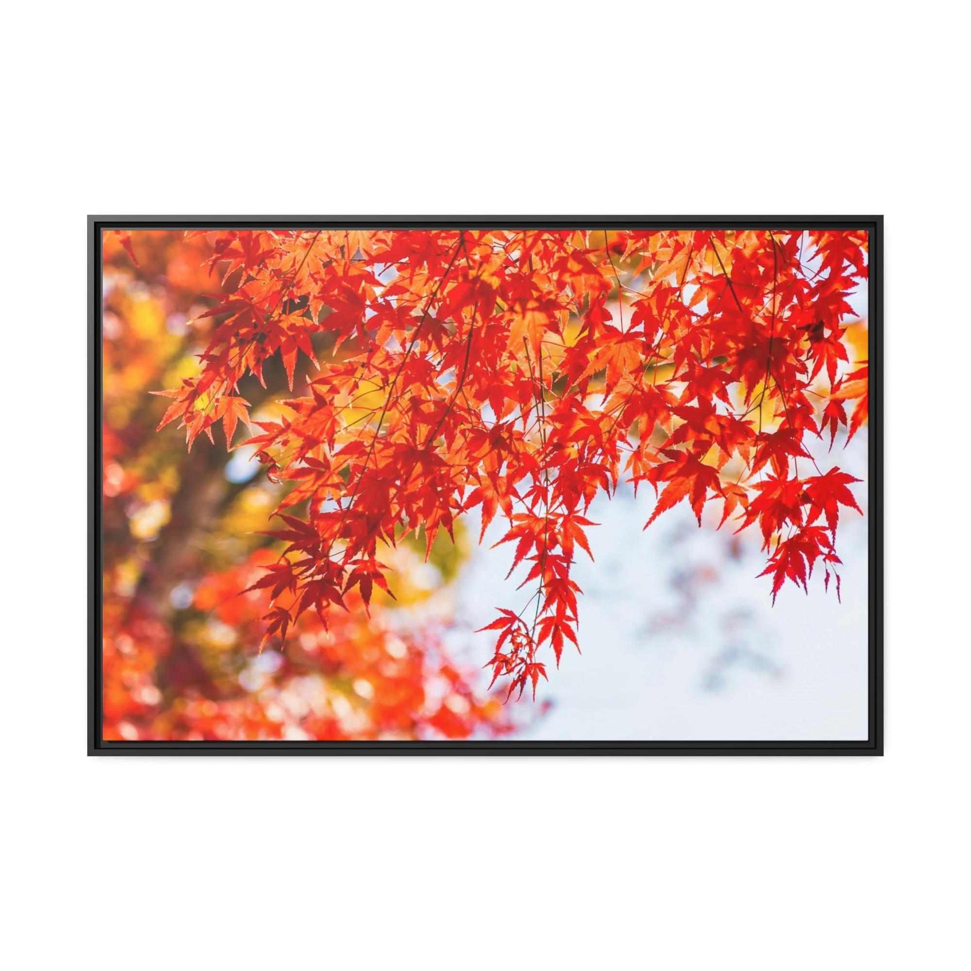 Maple Trees Shades of Red: Maple Trees in Fall