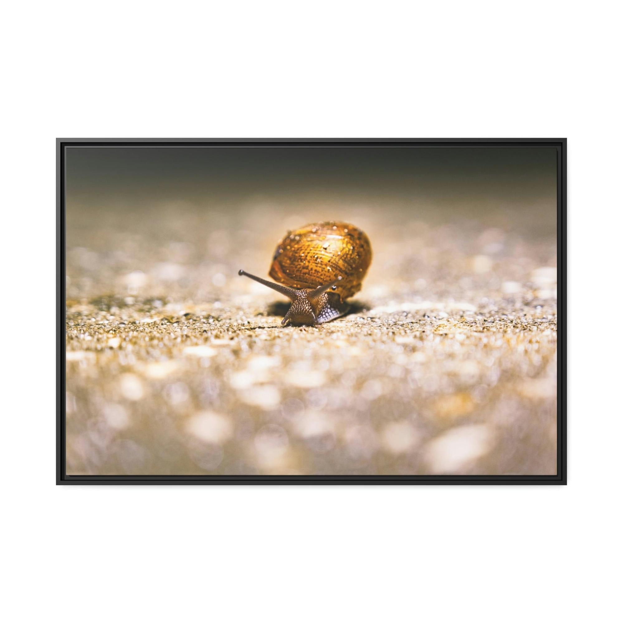 Snails A Slow Journey: Snails on the Move